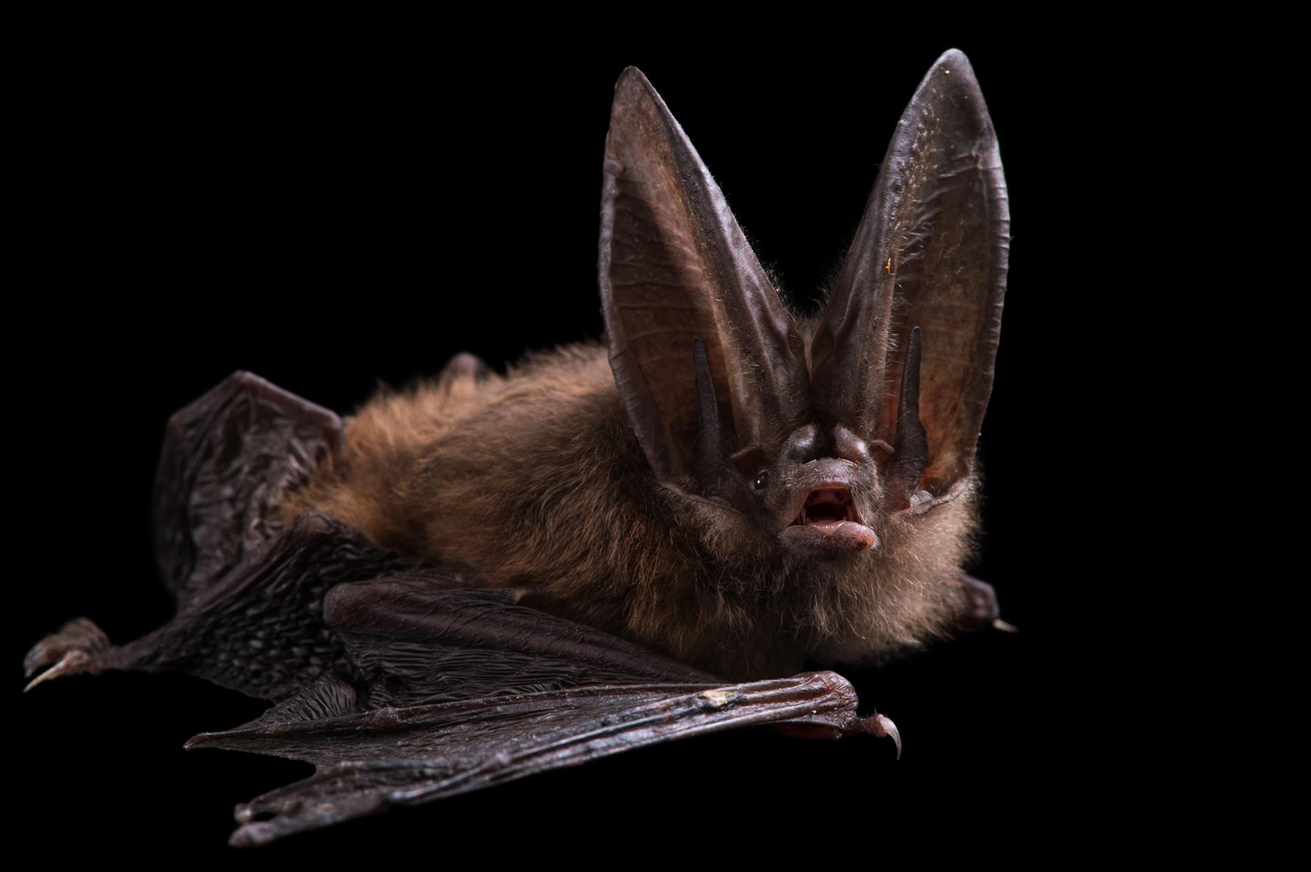 Townsend's bigeared Bat r/batty