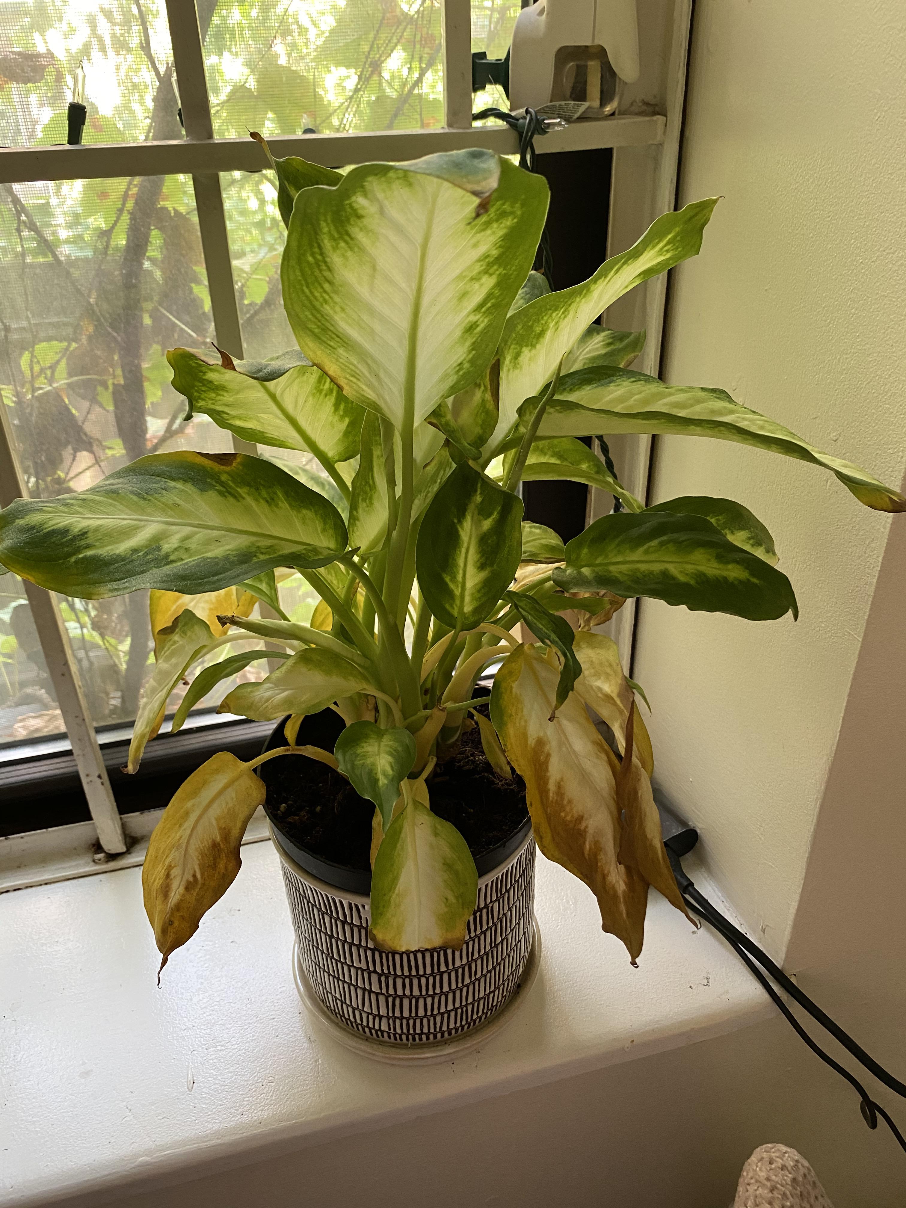 Can someone help me figure out why my plant is so unhappy? r/plants