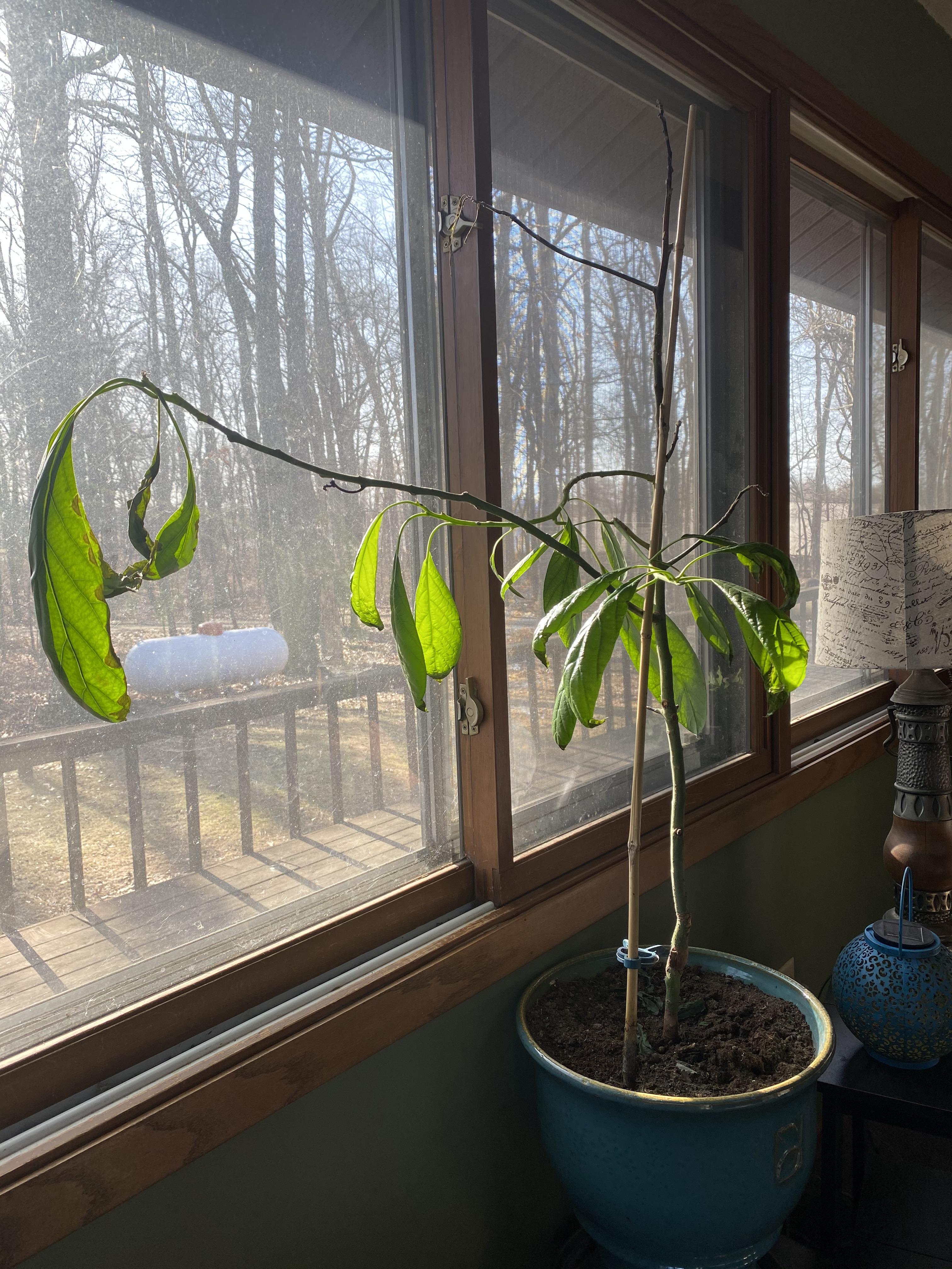 Haas avocado failure to thrive r/plantclinic