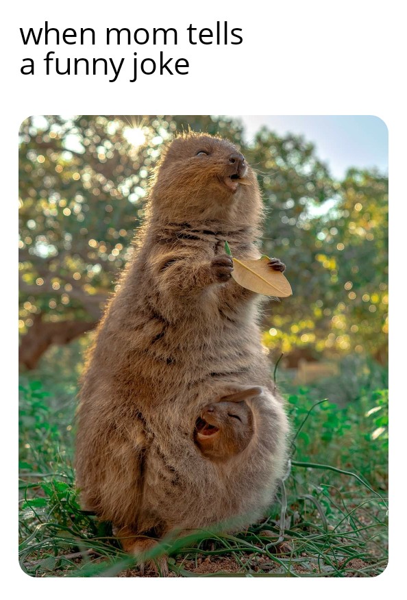 Quokka Meme