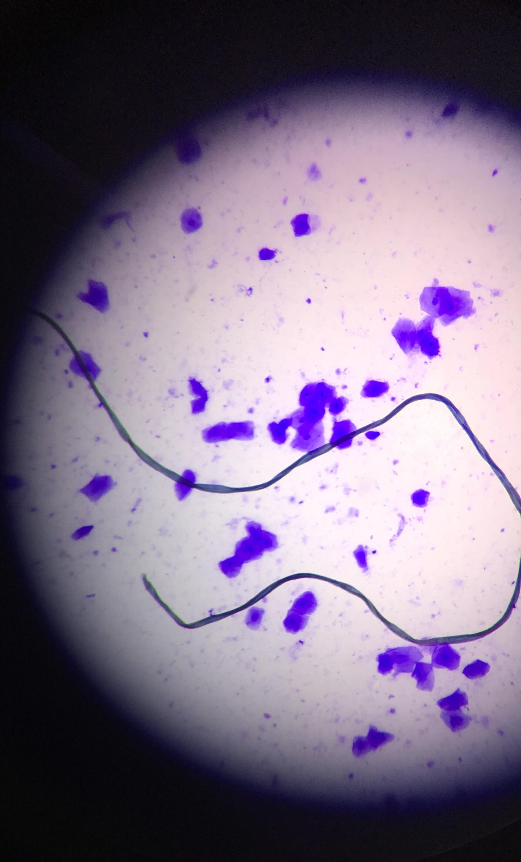 Microscope 400x Cheek Cells Under A Microscope Micropedia