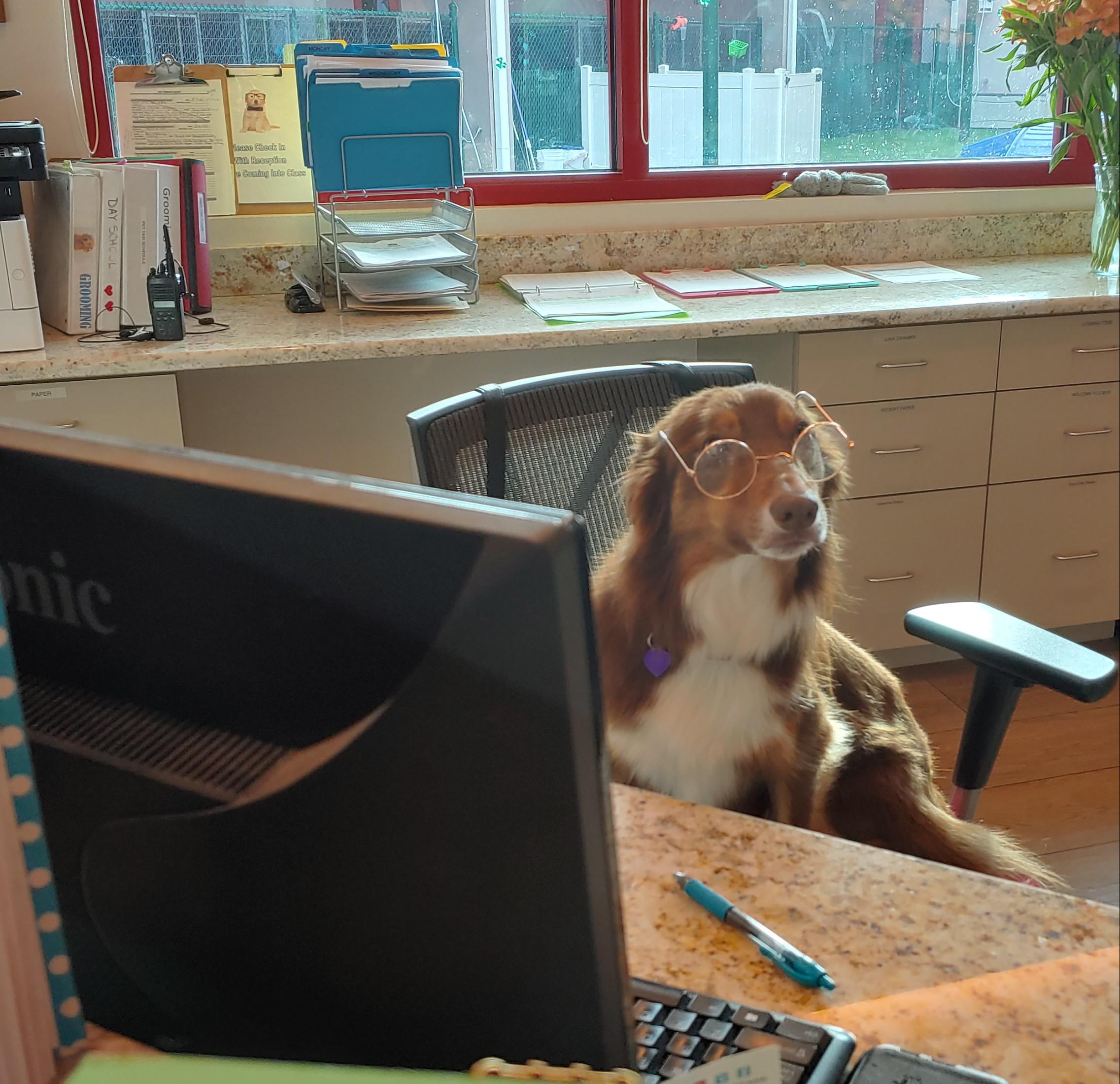The new Receptionist r/dogswithjobs