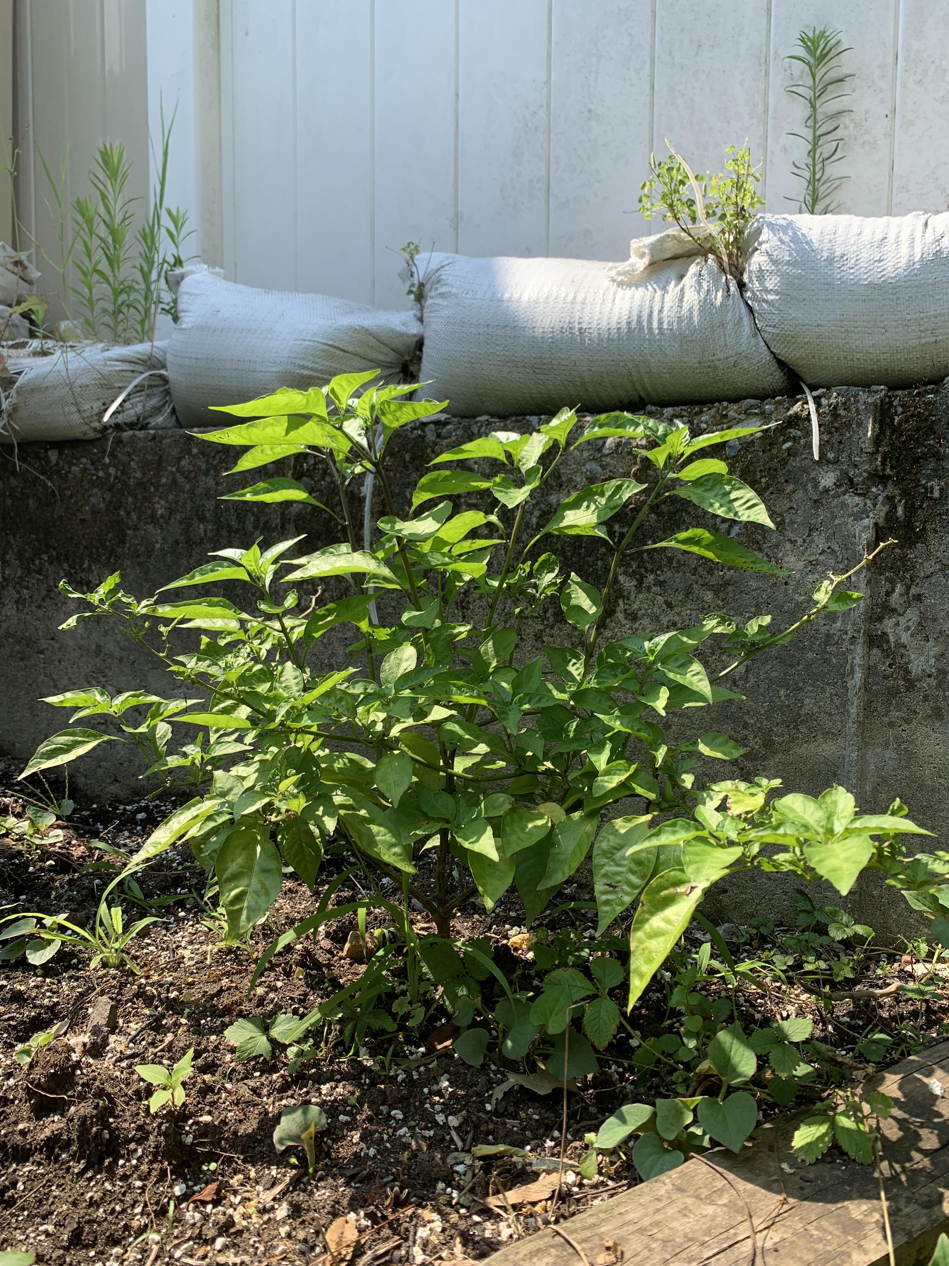 This Carolina Reaper plant used to grow peppers but now the flowers