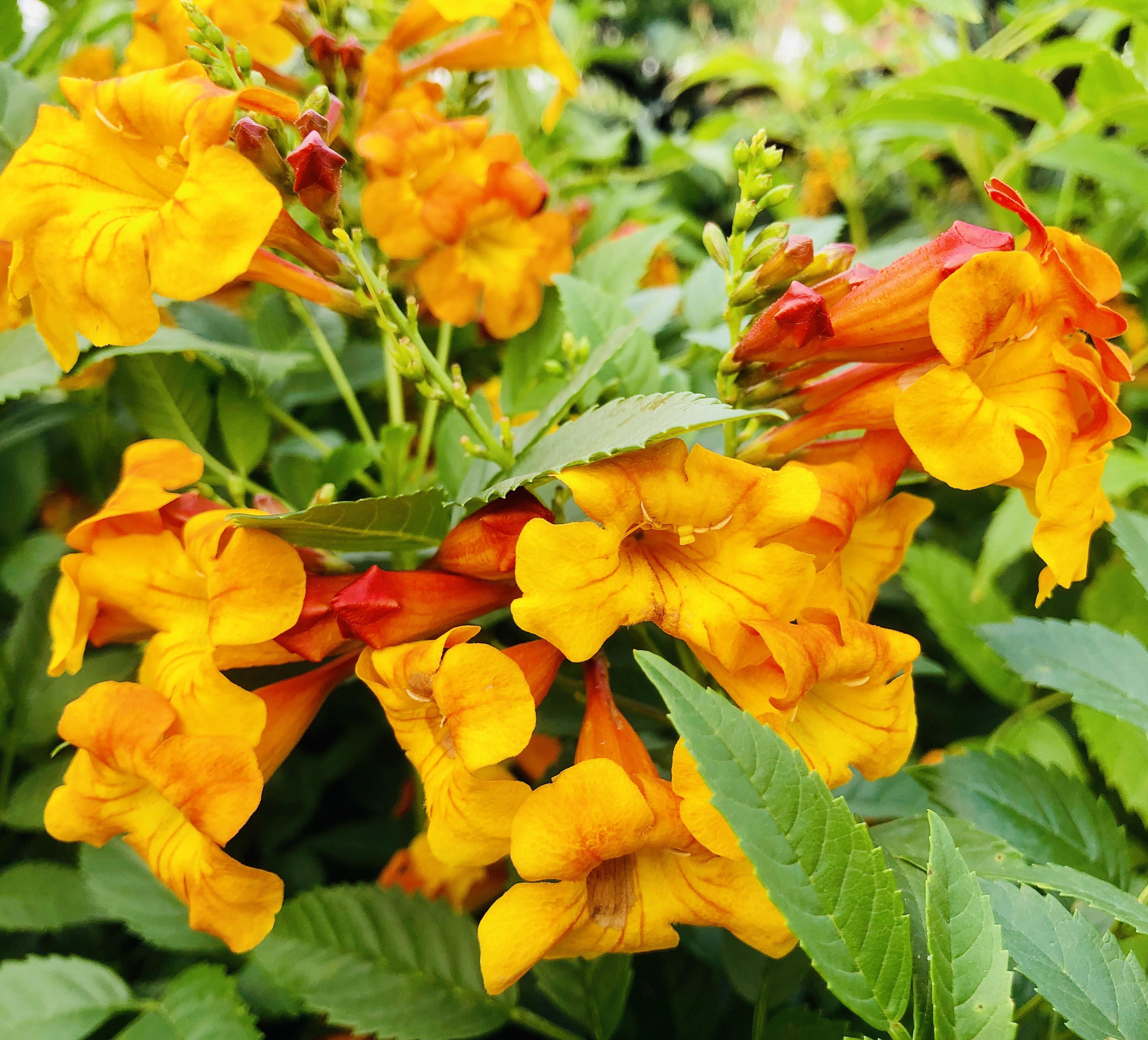 stans is a species of flowering perennial shrub in the trumpet