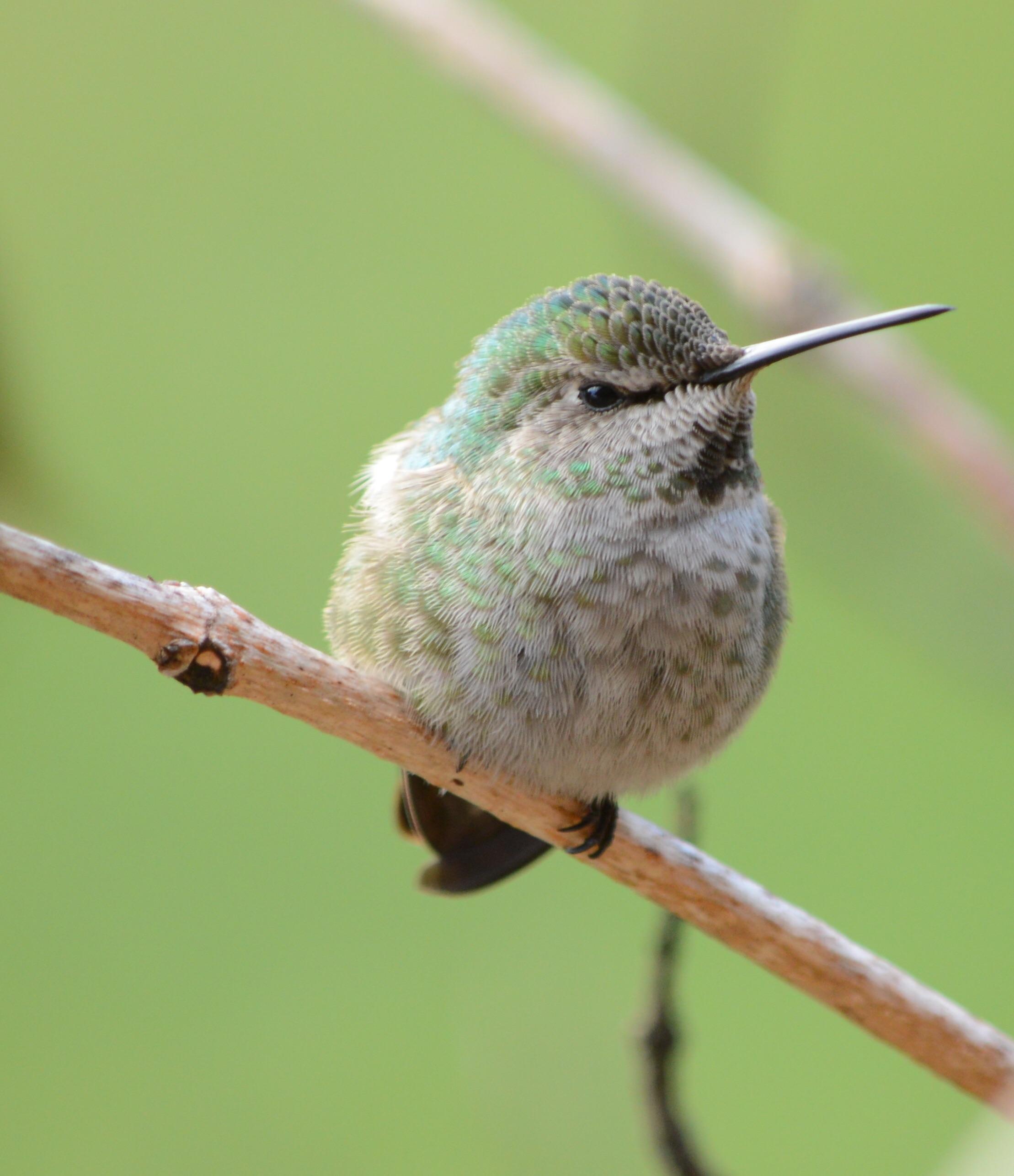 Anna’s Hummingbird one of my winter residents r/hummingbirds
