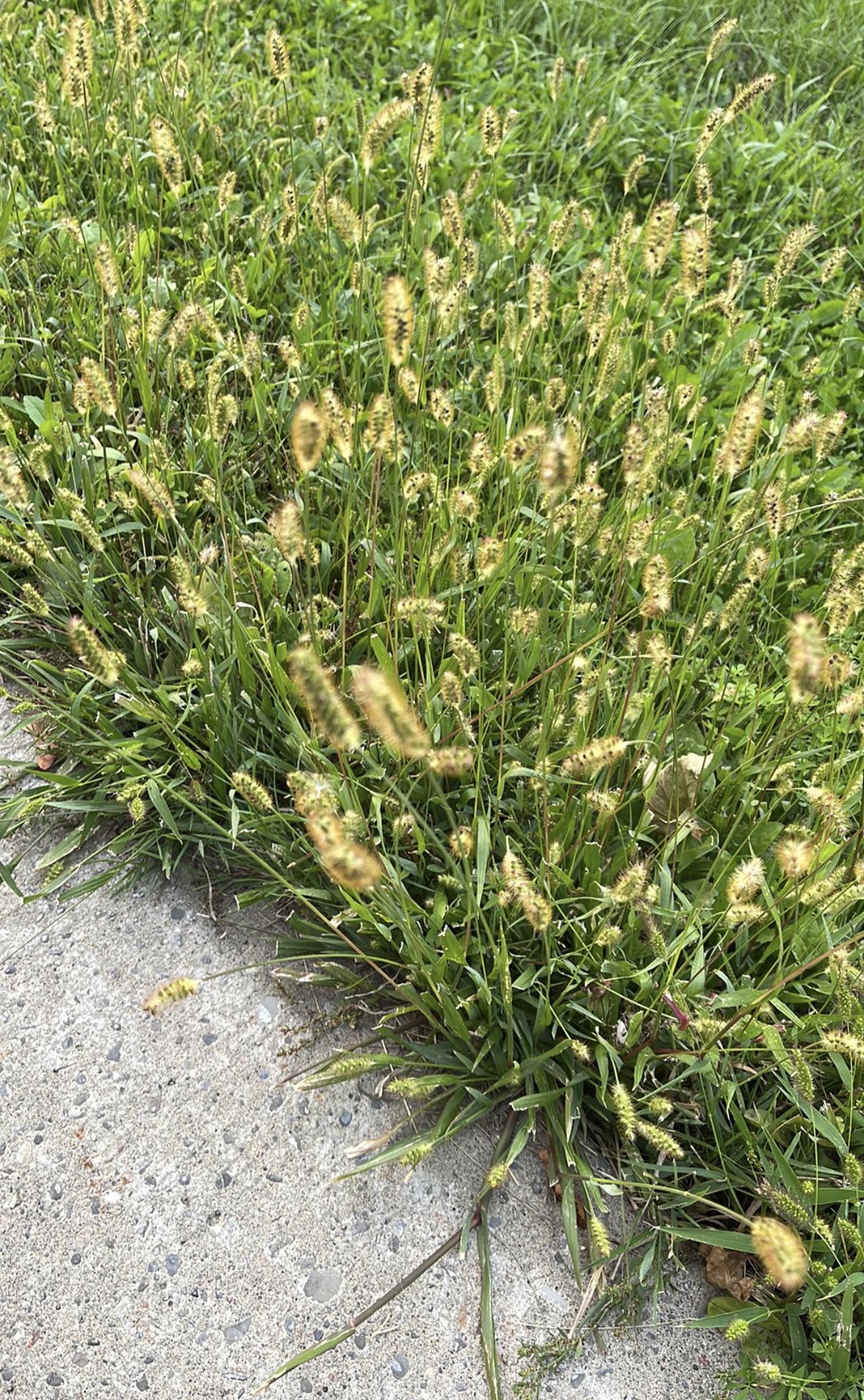Is this yellow foxtail bad for dogs? r/whatsthisplant