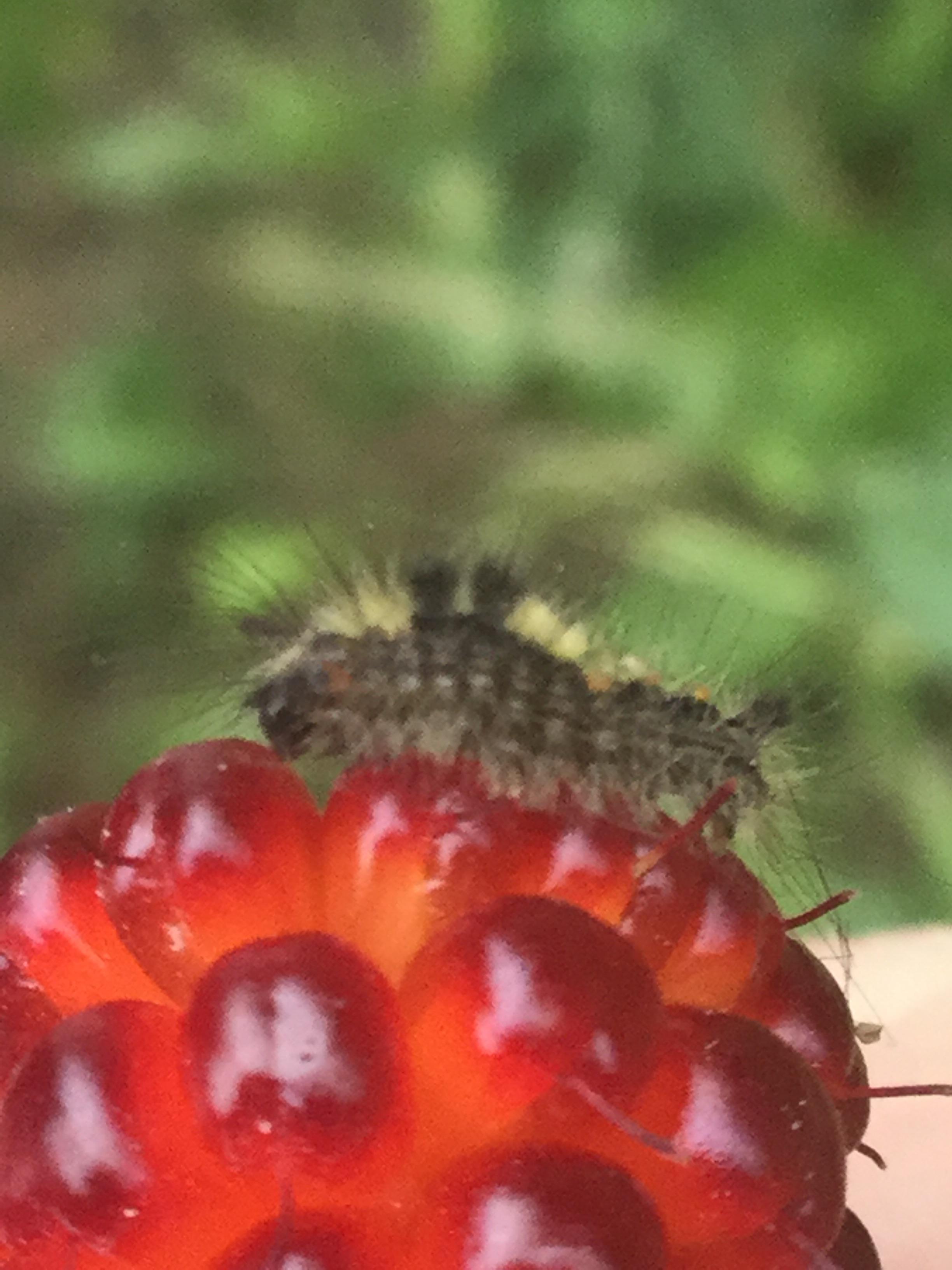 fluffy Berry Caterpillar? He was on a salmon berry In Juneau Ak r