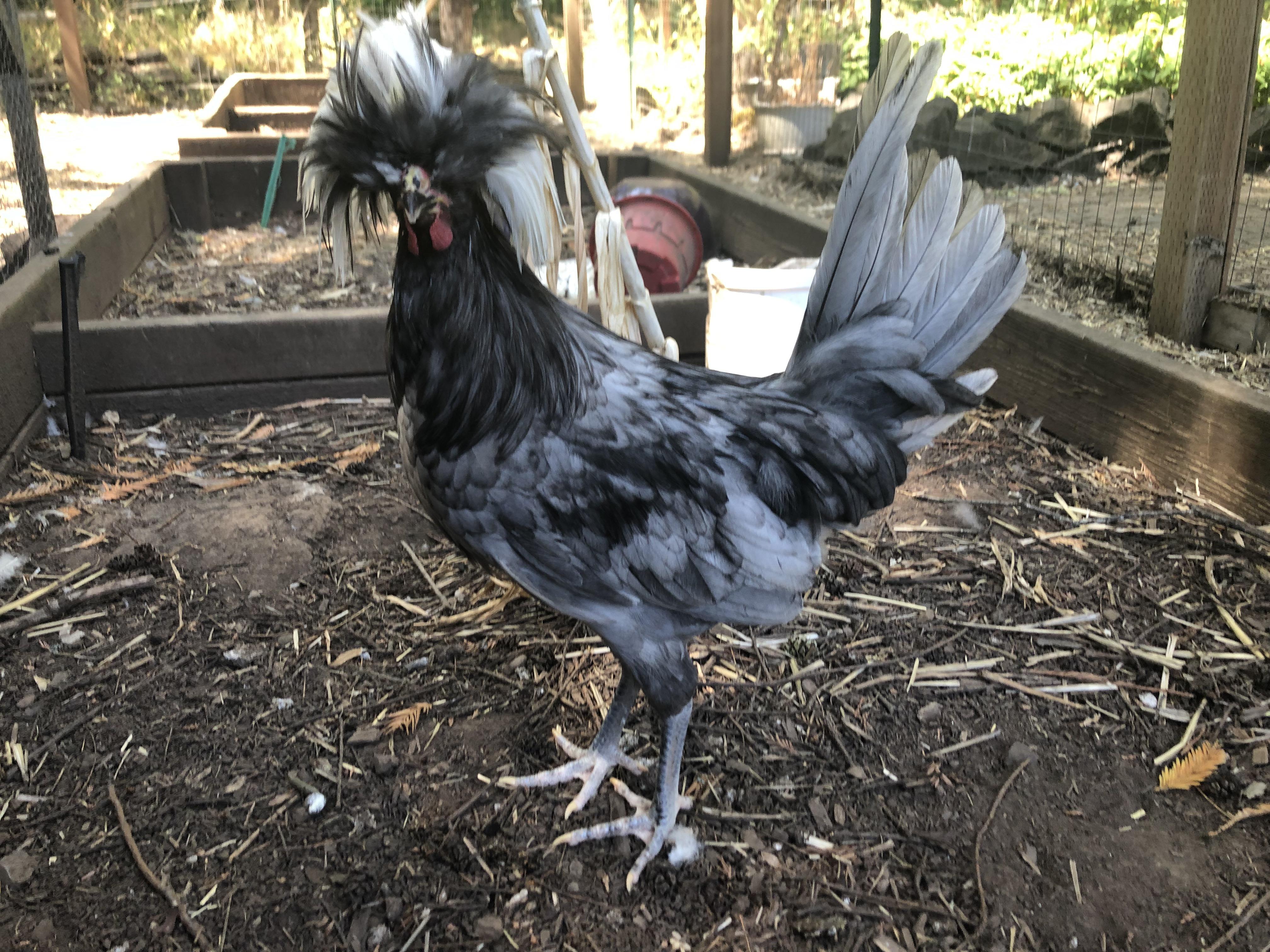 I’m just crushed, I live in a town that doesn’t allow roosters within