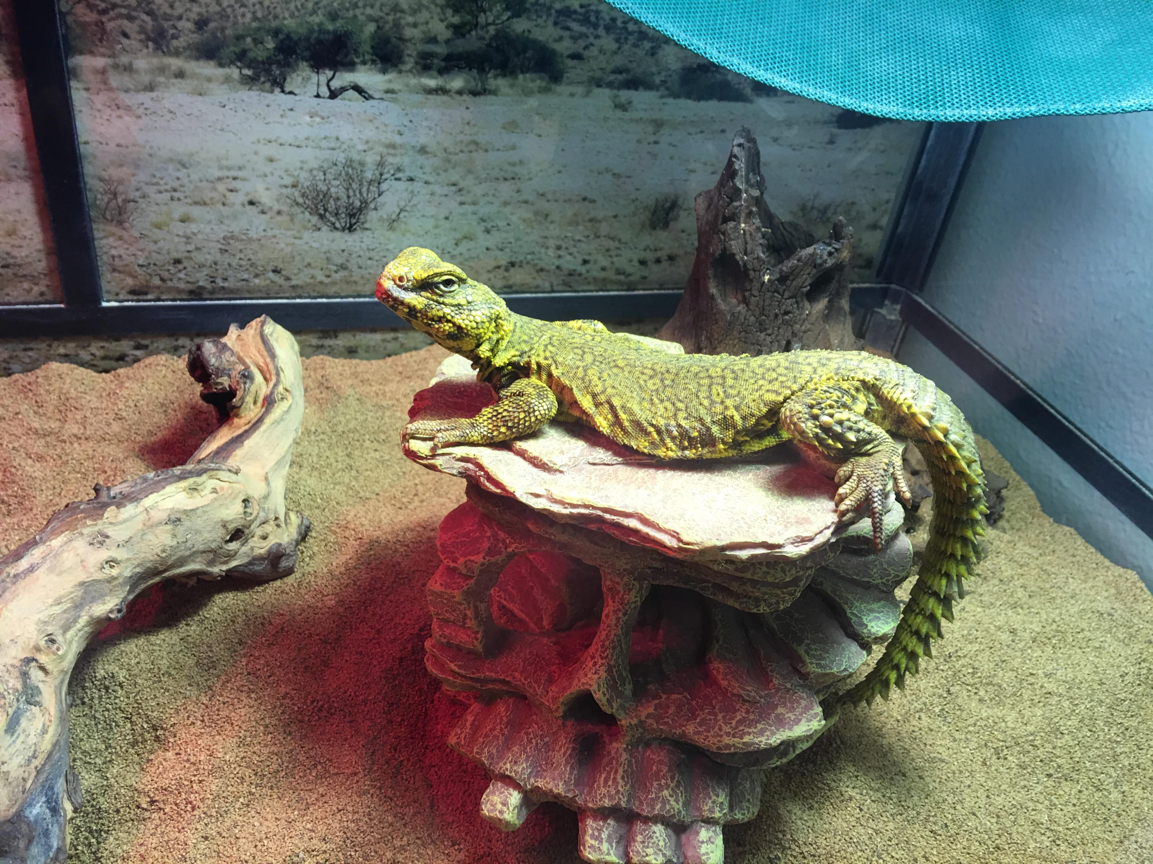 Our new Yellow Niger Uromastyx!! Haven't picked a name for him just yet