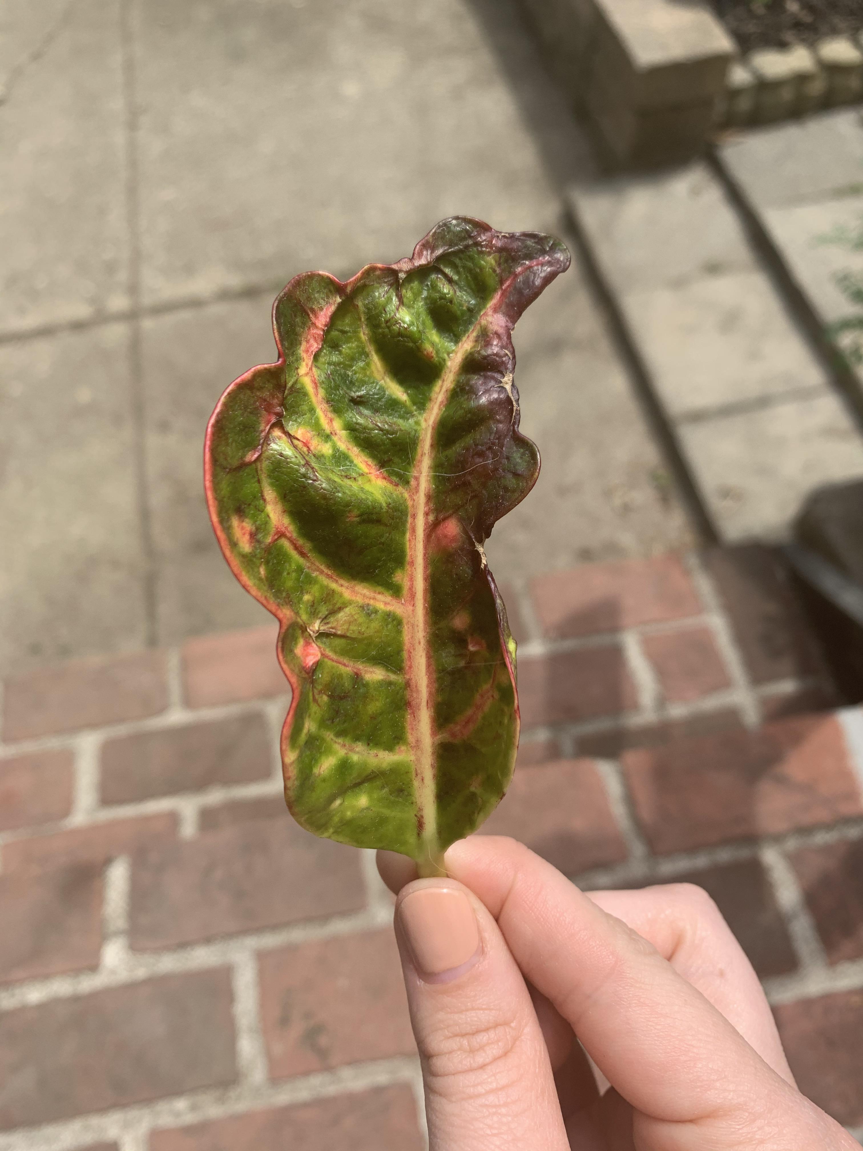 What happened to my Croton Petra to make her leaves grow like this? r