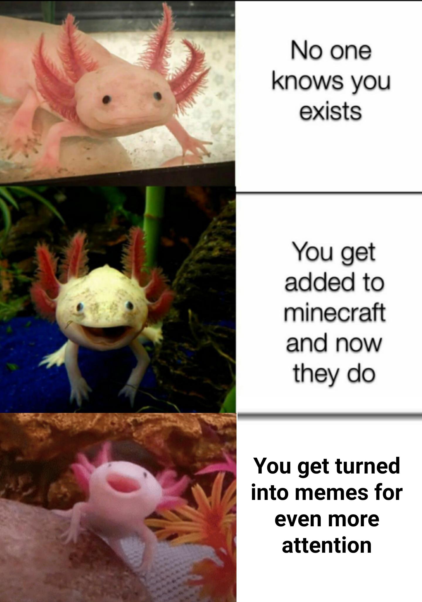 Axolotl r/dankmemes