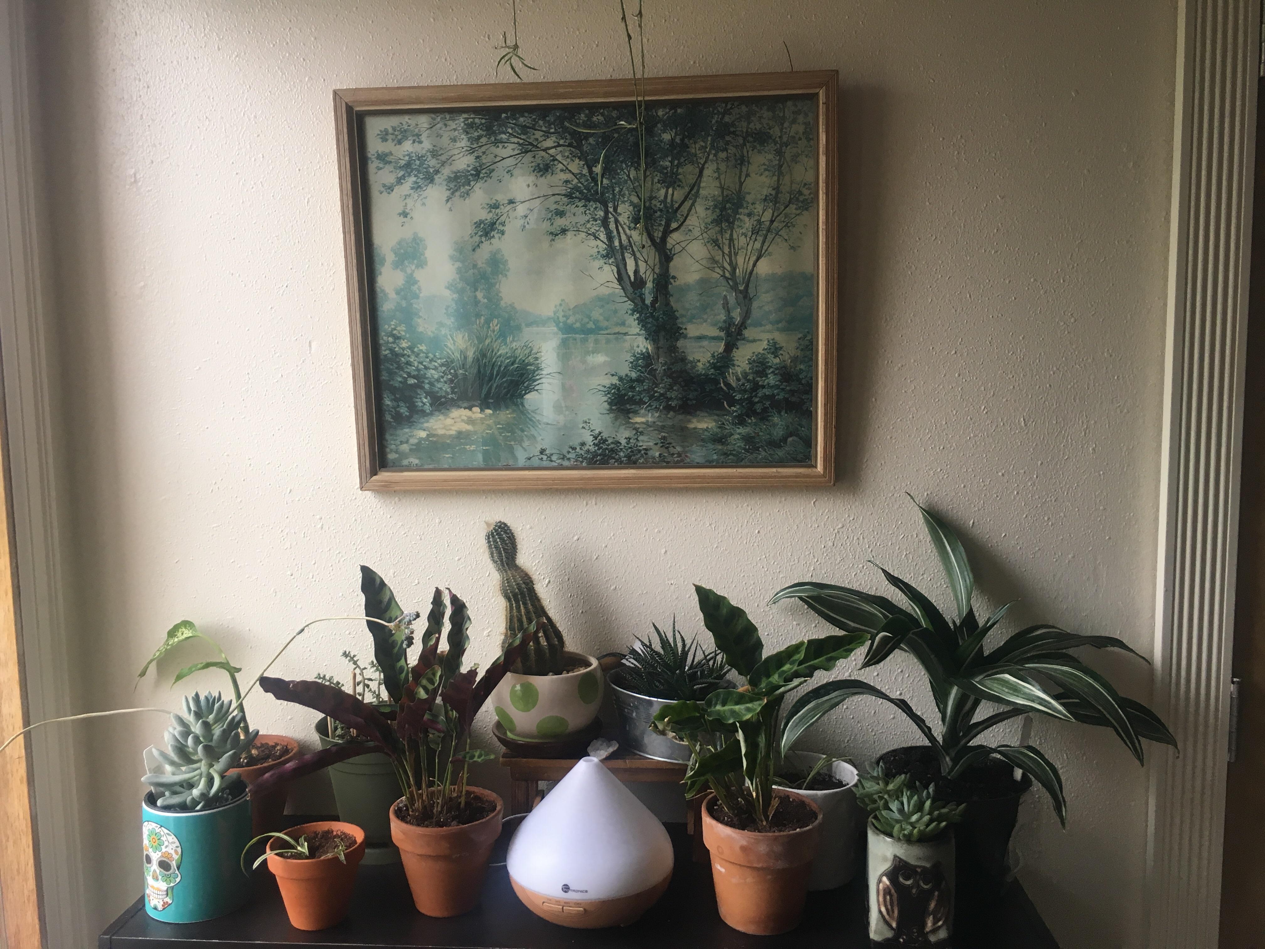 My plant shelf is finally complete 🌱 r/houseplants