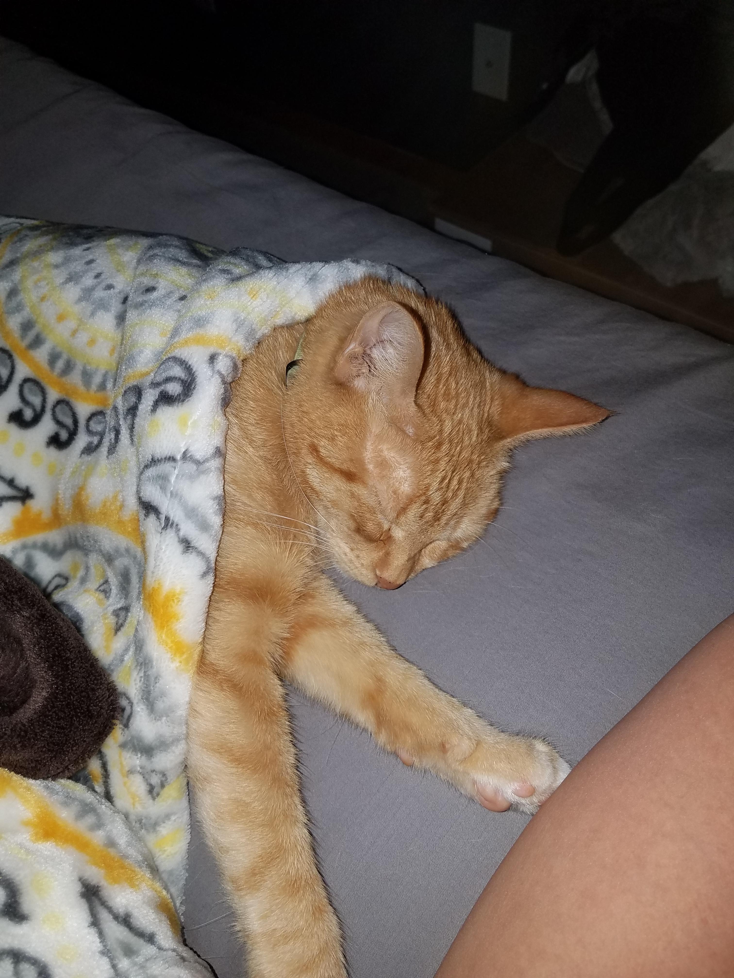 She sleeps like a human, always under the covers and with a leg or two