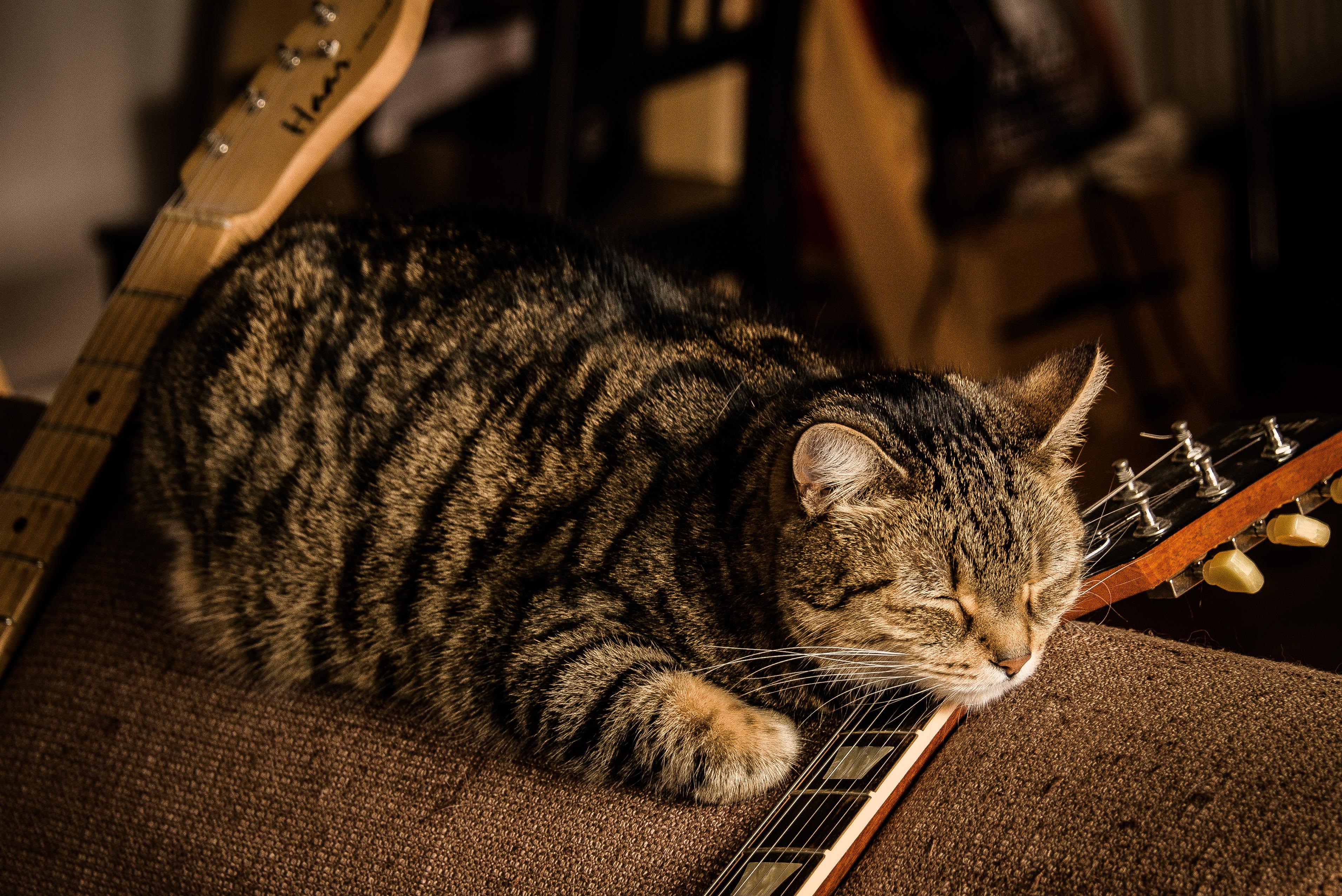 I often find my cat like this. Does not seem comfortable at all but he just really seems to love