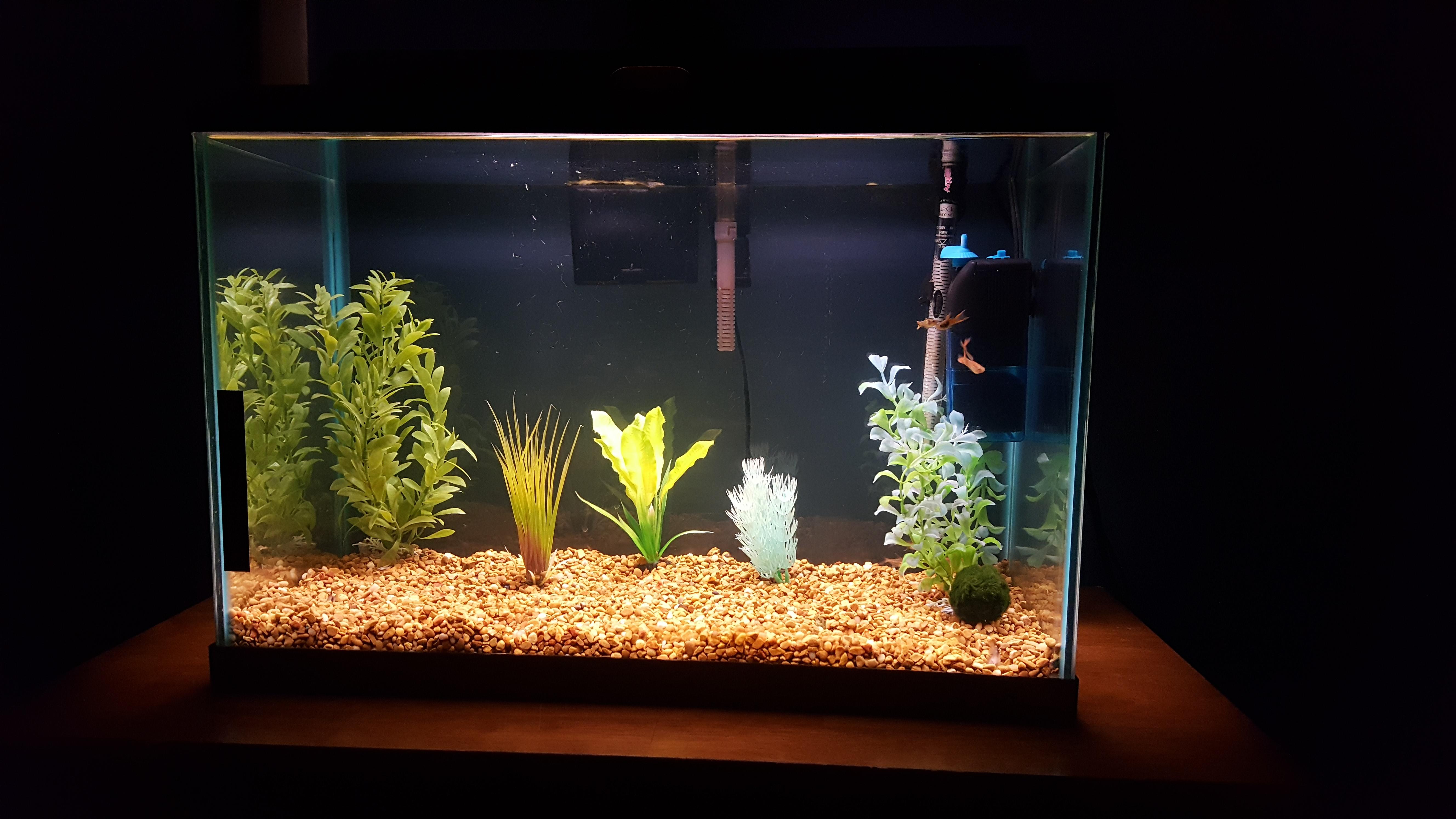 White sand or black sand? Im replacing my substrate because I just got