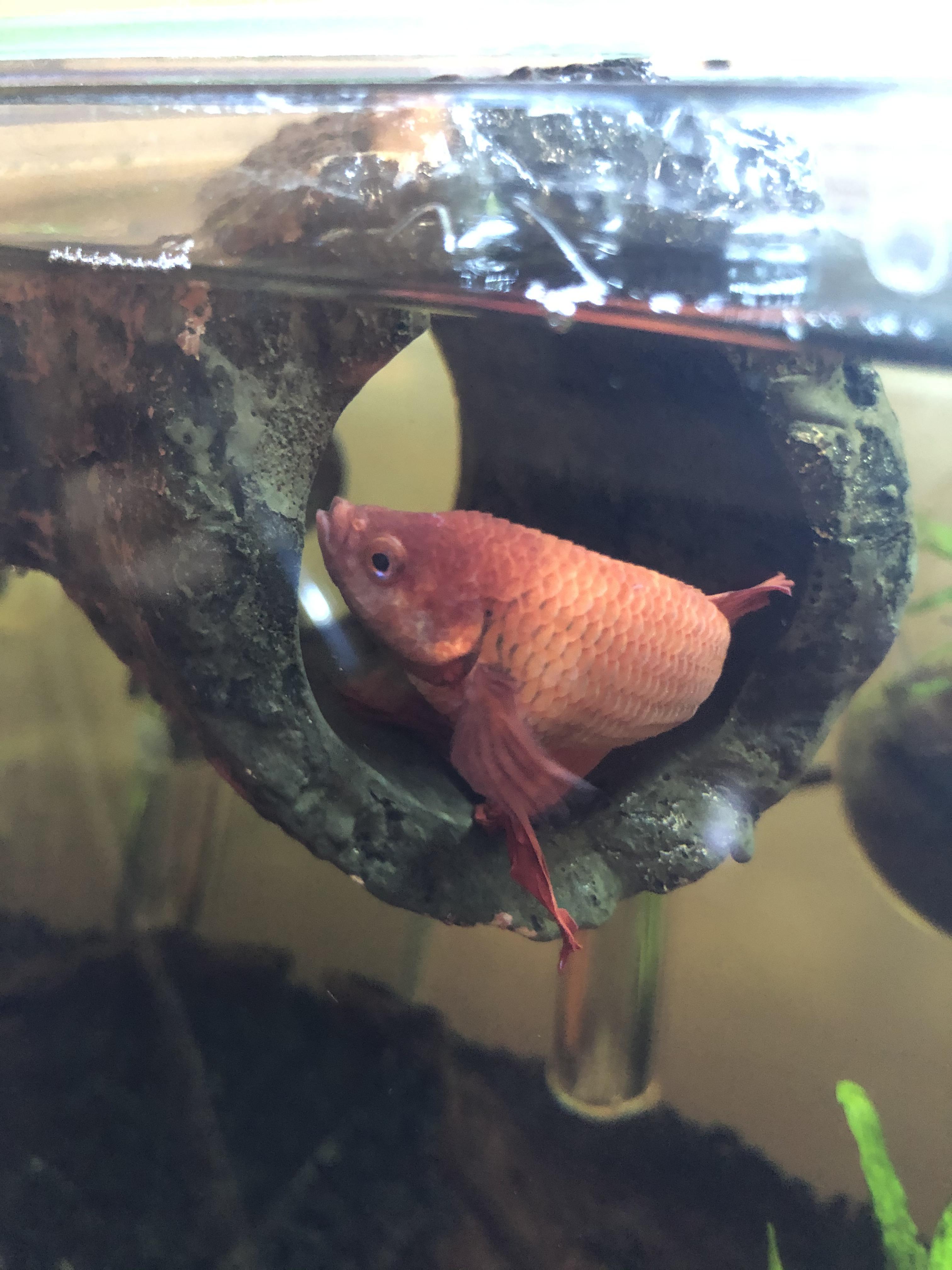 Dropsy treatment? I’ve just come home from a week away (had someone