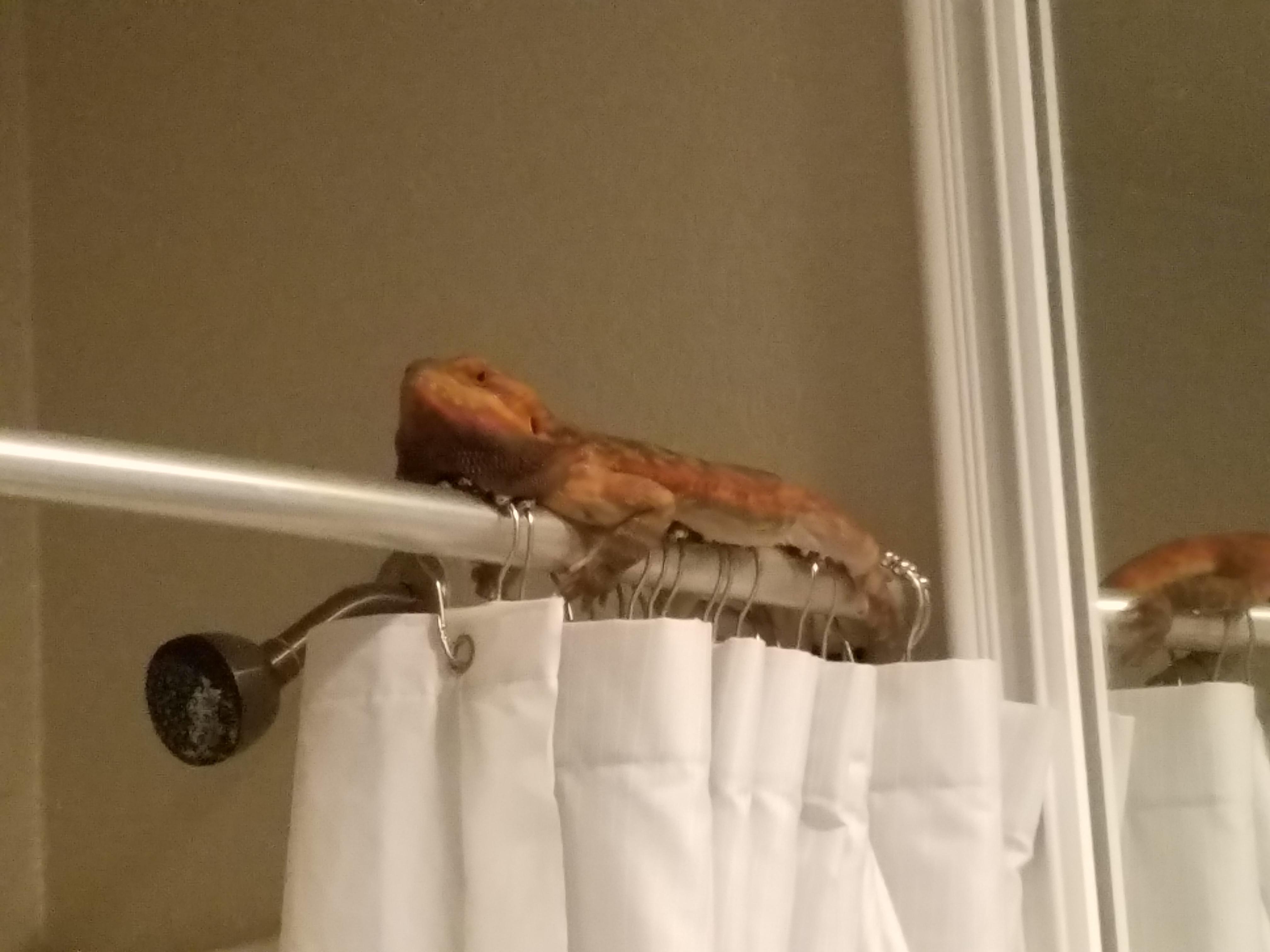 Bearded dragon went MIA for 24 hours..... Walk in the bathroom to find