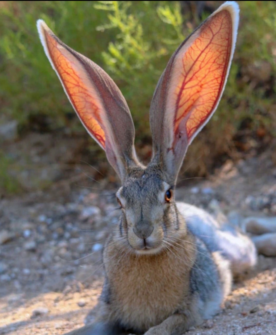 PsBattle This rabbit with huge ears