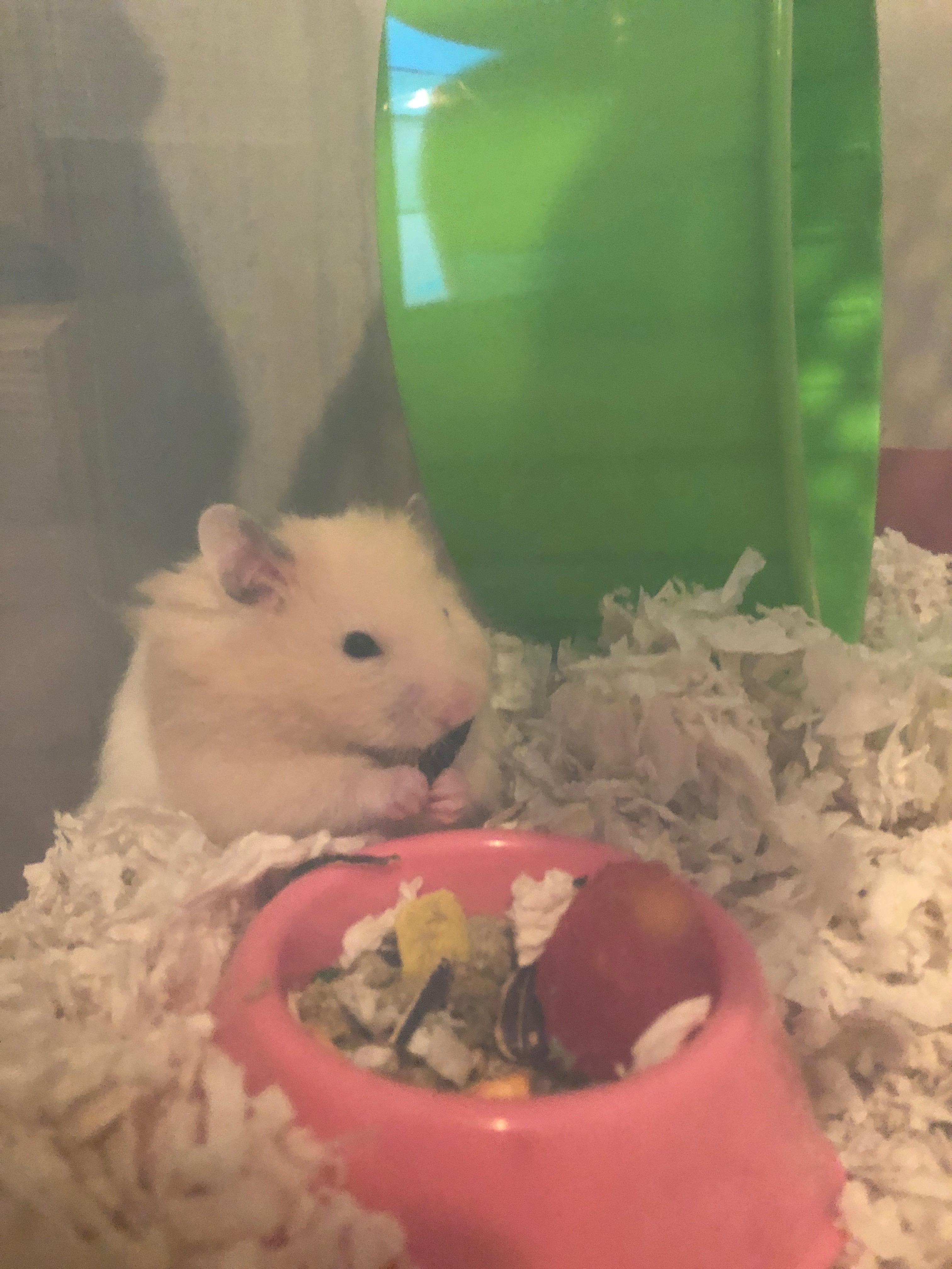 Little Tatum eating a sunflower seed. ) r/hamsters