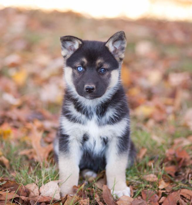 Cute Siberian Husky German Shepherd Mix Puppy l2sanpiero