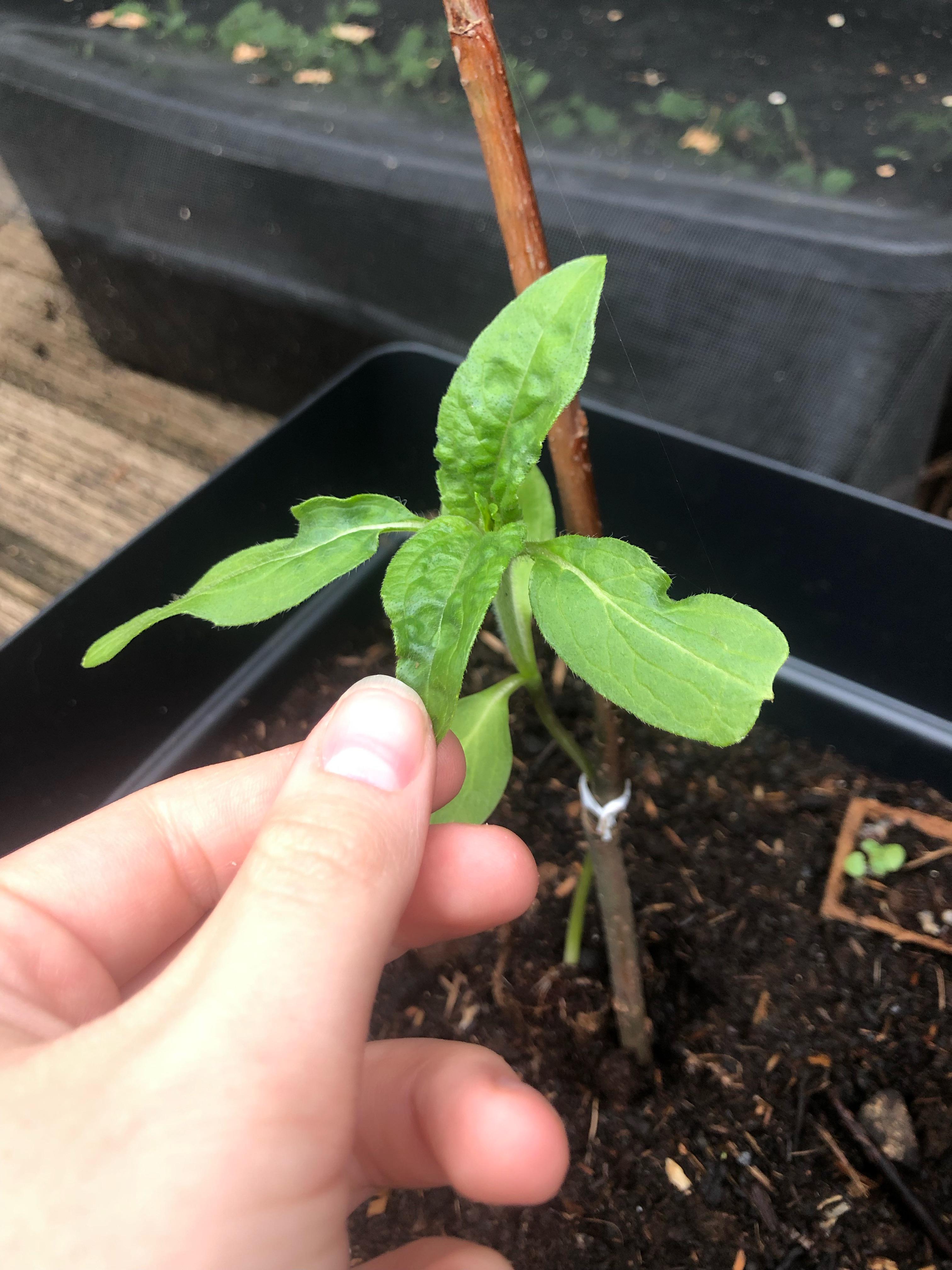 My sunflower’s leaves are starting to wrinkle up? It’s in the full sun