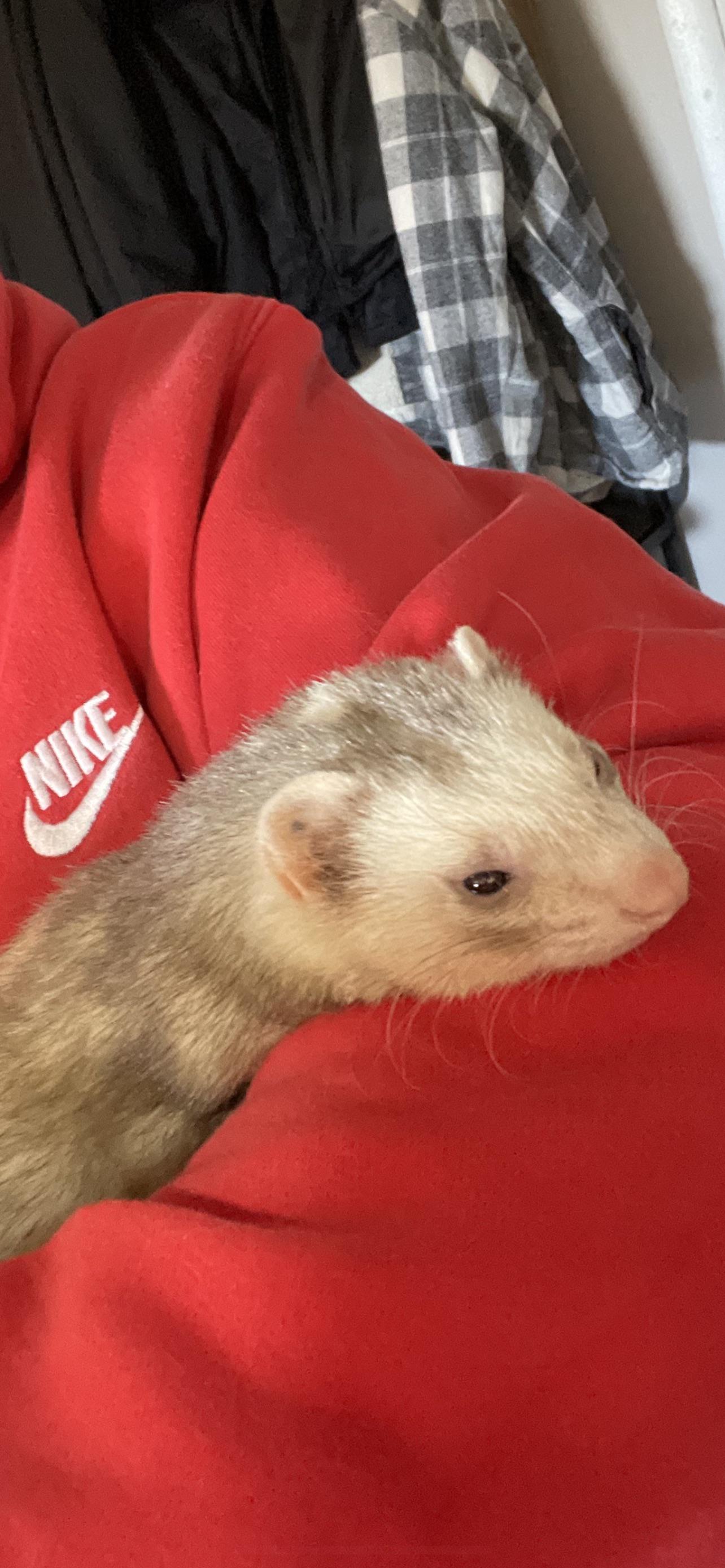 Swollen lumps on Neck r/ferrets