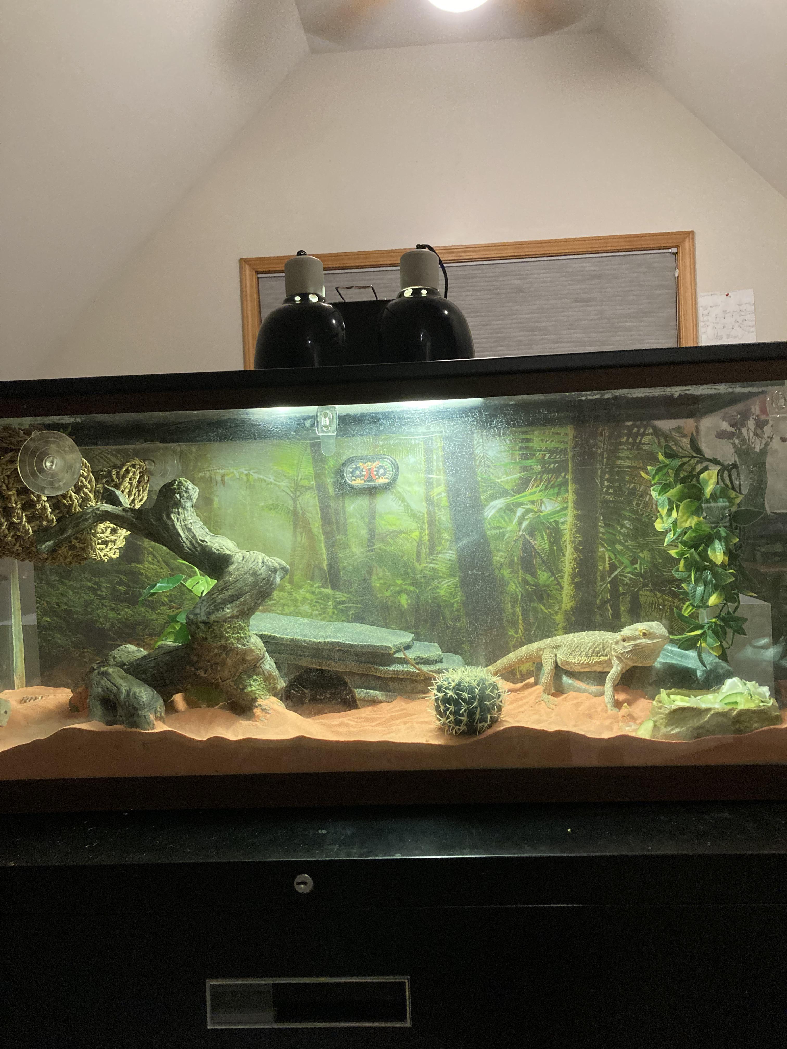 I just switched Lenny from his reptile carpet to zoomed vitasand. What