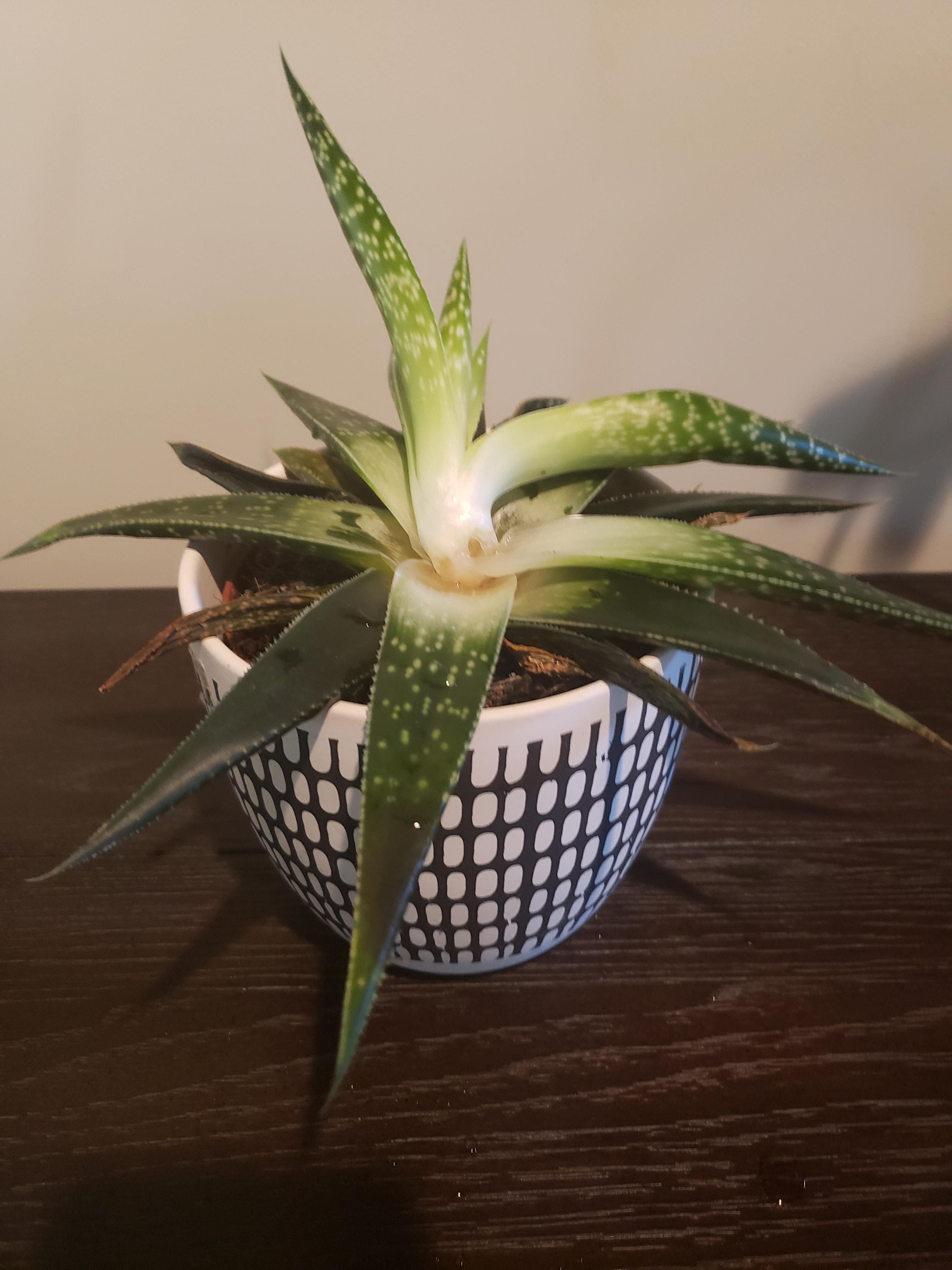 Underwatered? Overwatered? Can it still be saved? r/succulents