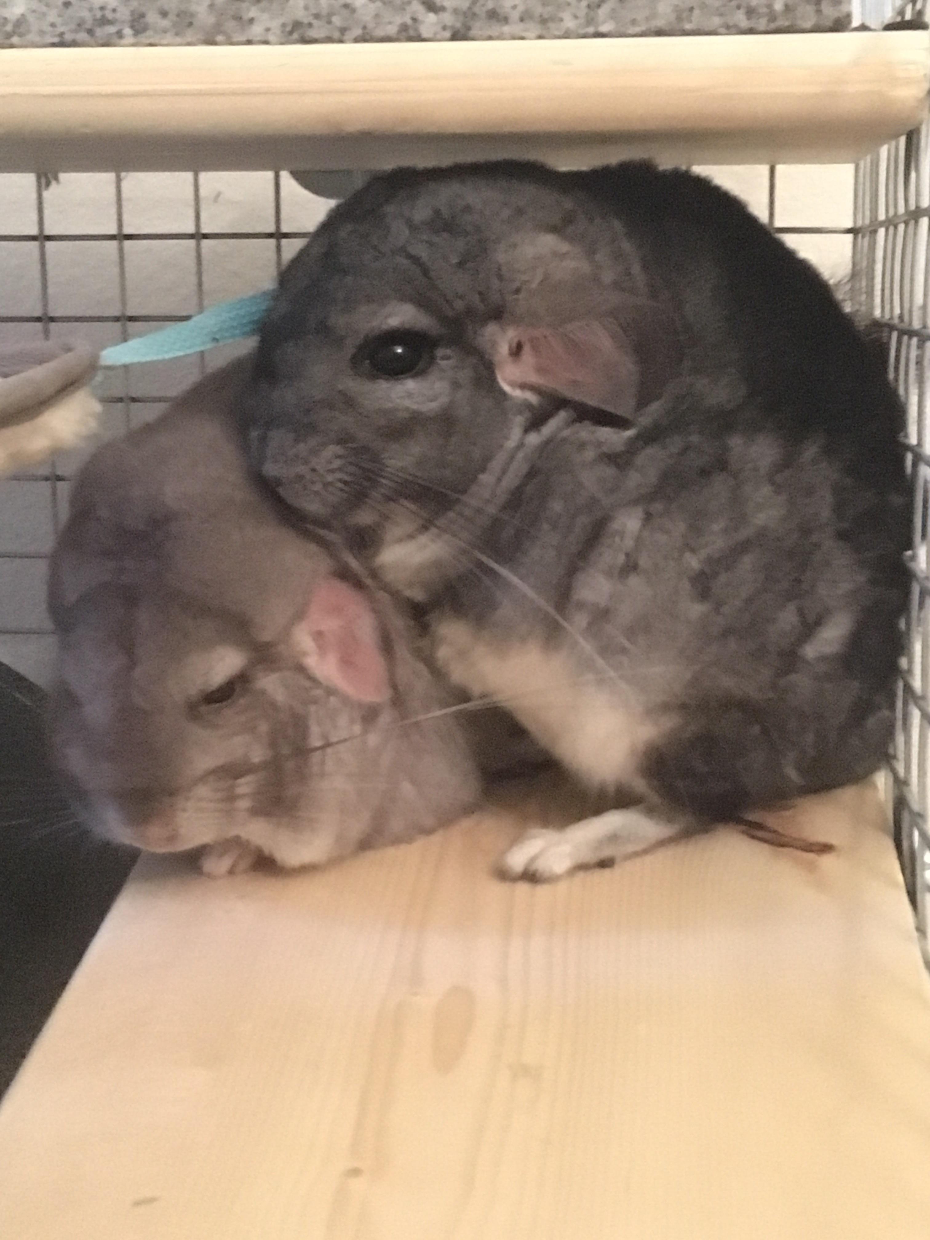 Do Chinchillas Cuddle