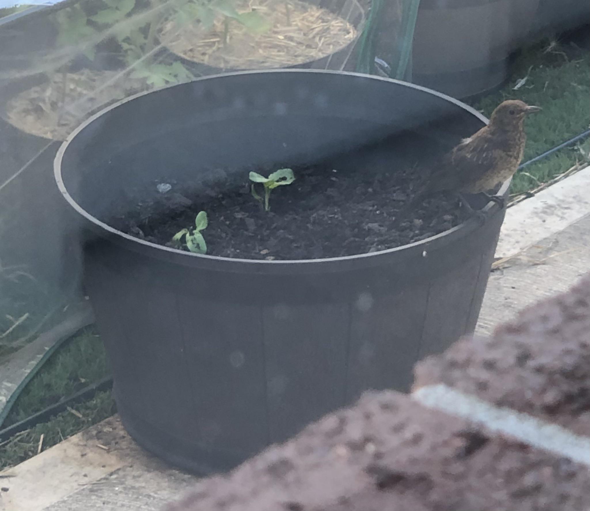 Any tips to deter digging bird(s)? They’ve made a mess of the cane