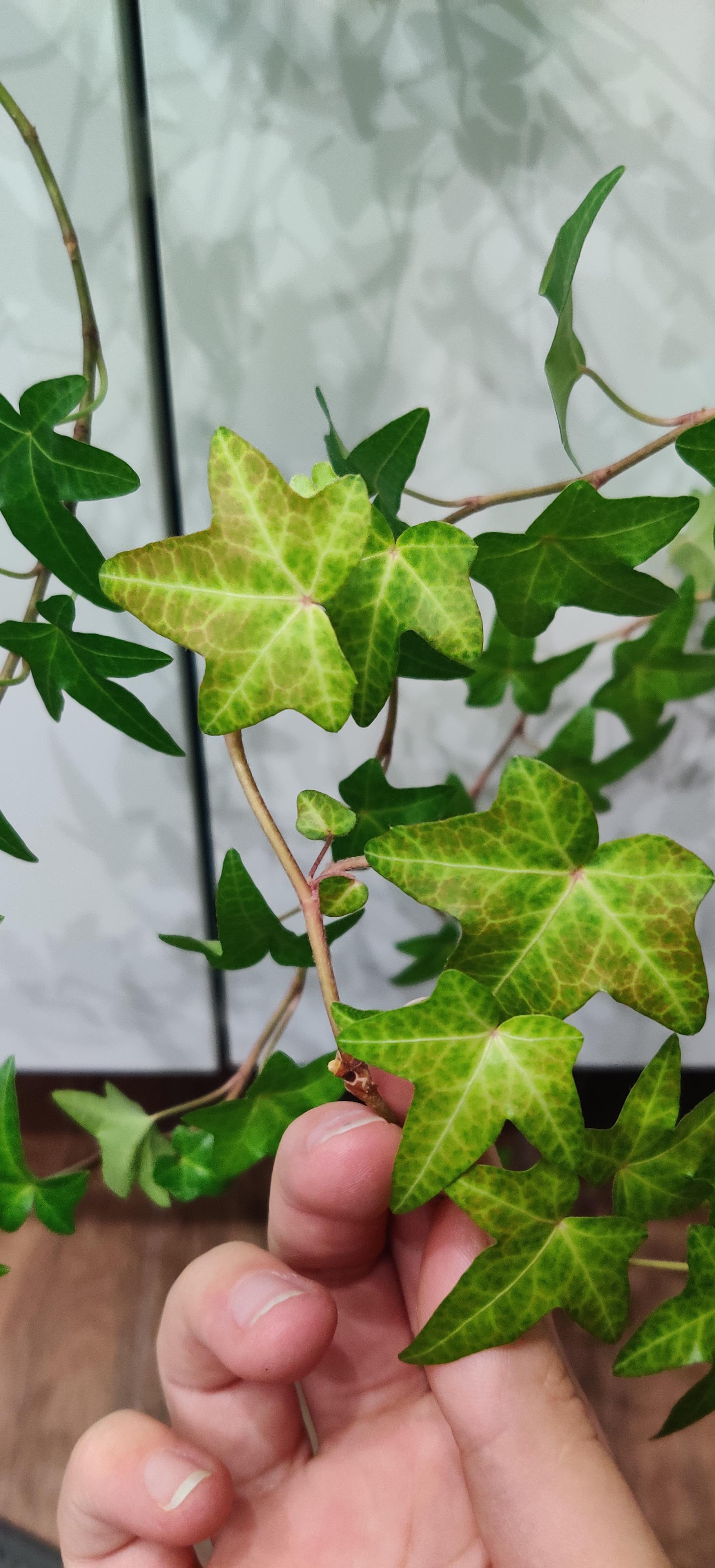 My ivy leaves are turning red, and super visible veins. Its autumn, but