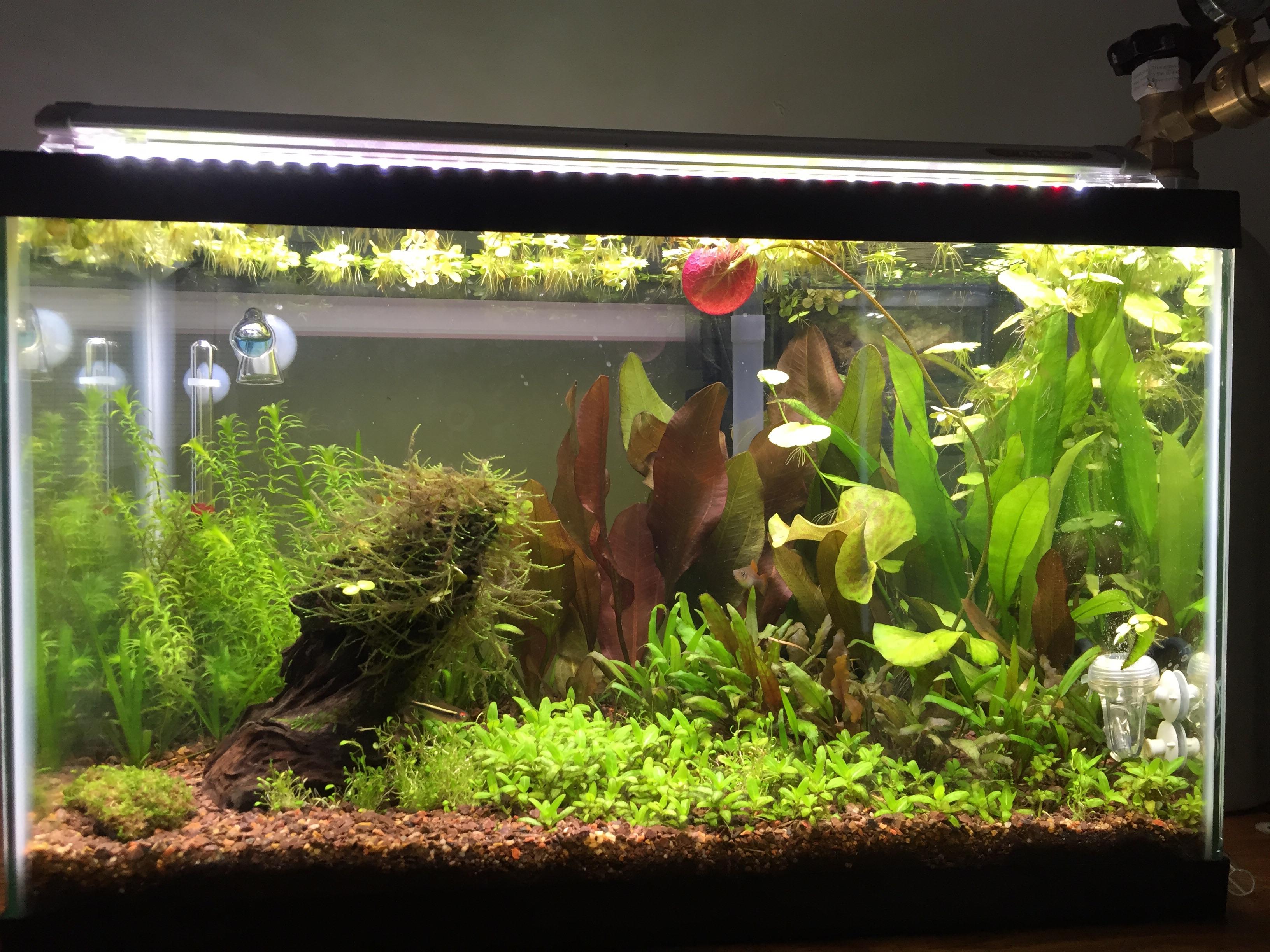 HighTech Planted Tank (10 Gallon) r/Aquariums