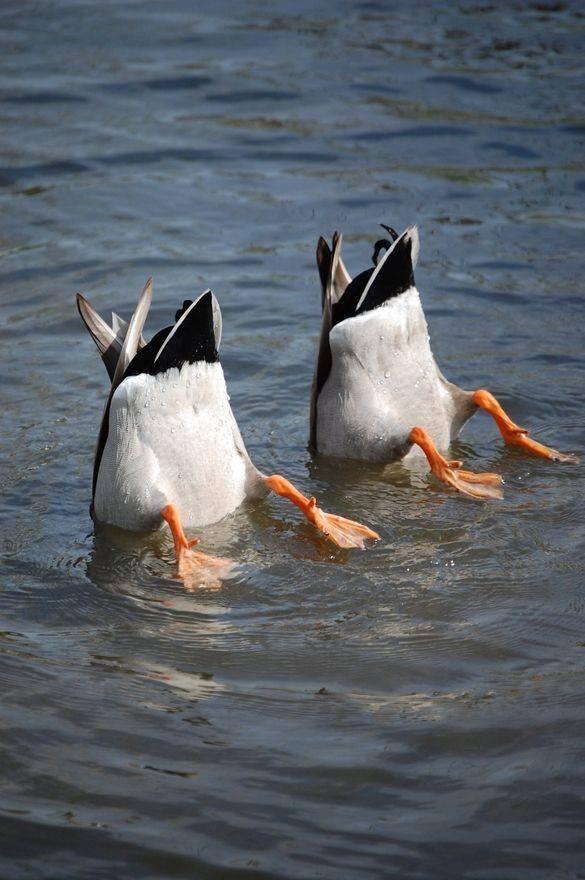 PsBattle Two ducks diving.