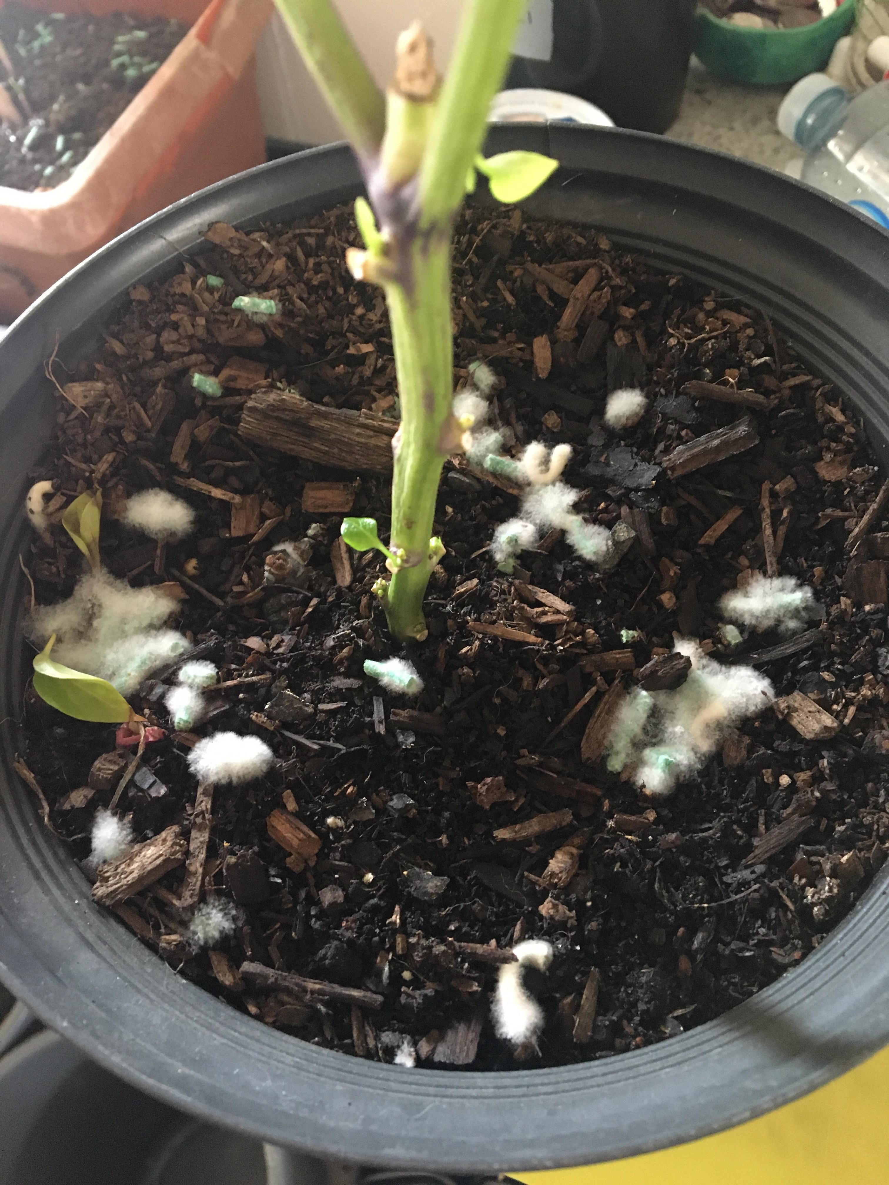 why is my dirt molding like this? how can i fix it? r/plantclinic