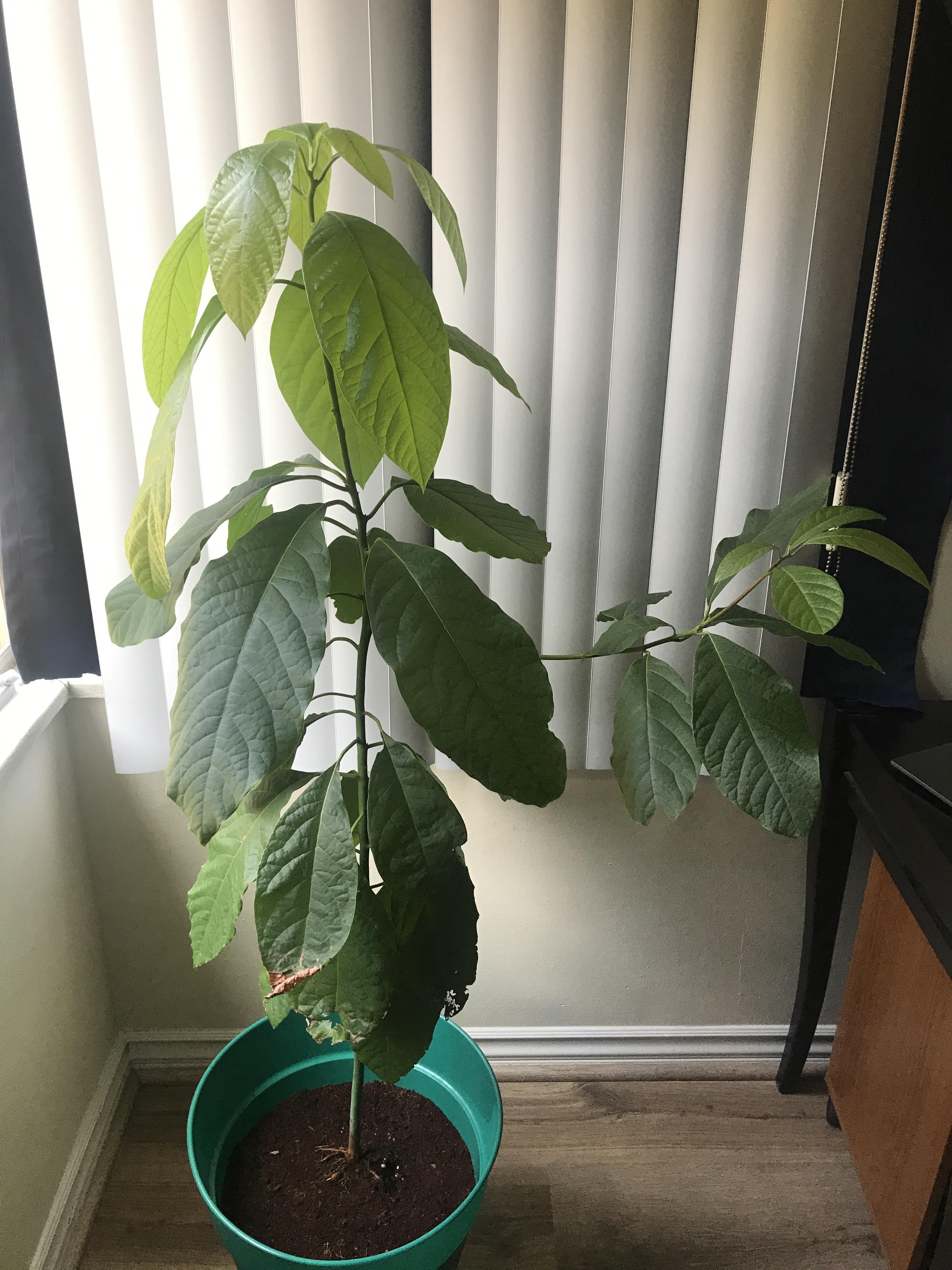 Why is my avocado plant so droopy? It get watered every week and sits