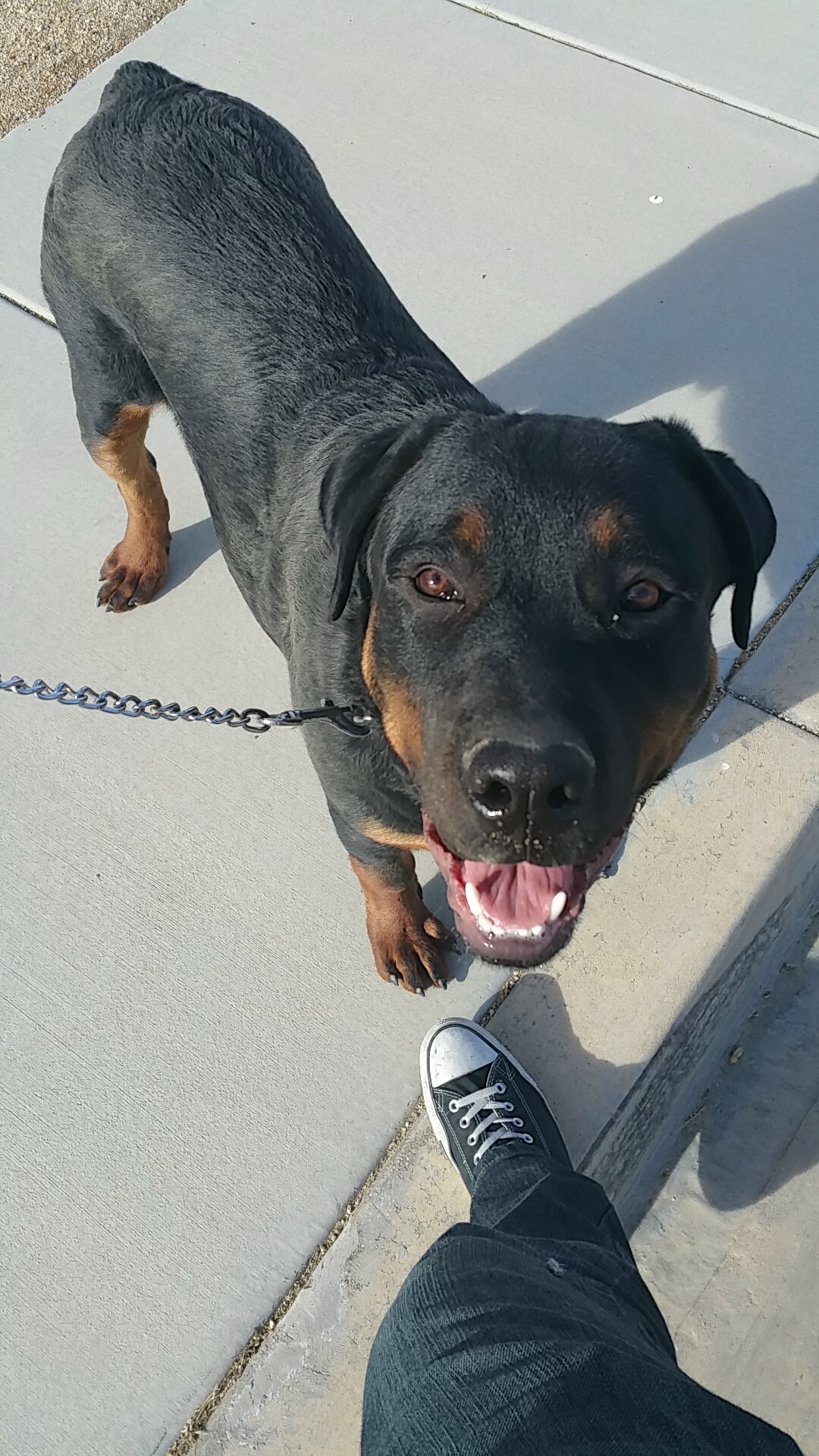 Took my 7 month old Rott to the dog park to be told we need to leave