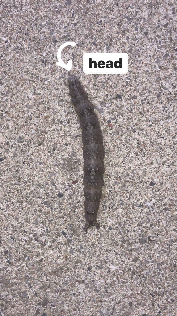 moves like a caterpillar and spits green vomit . what the hell is this