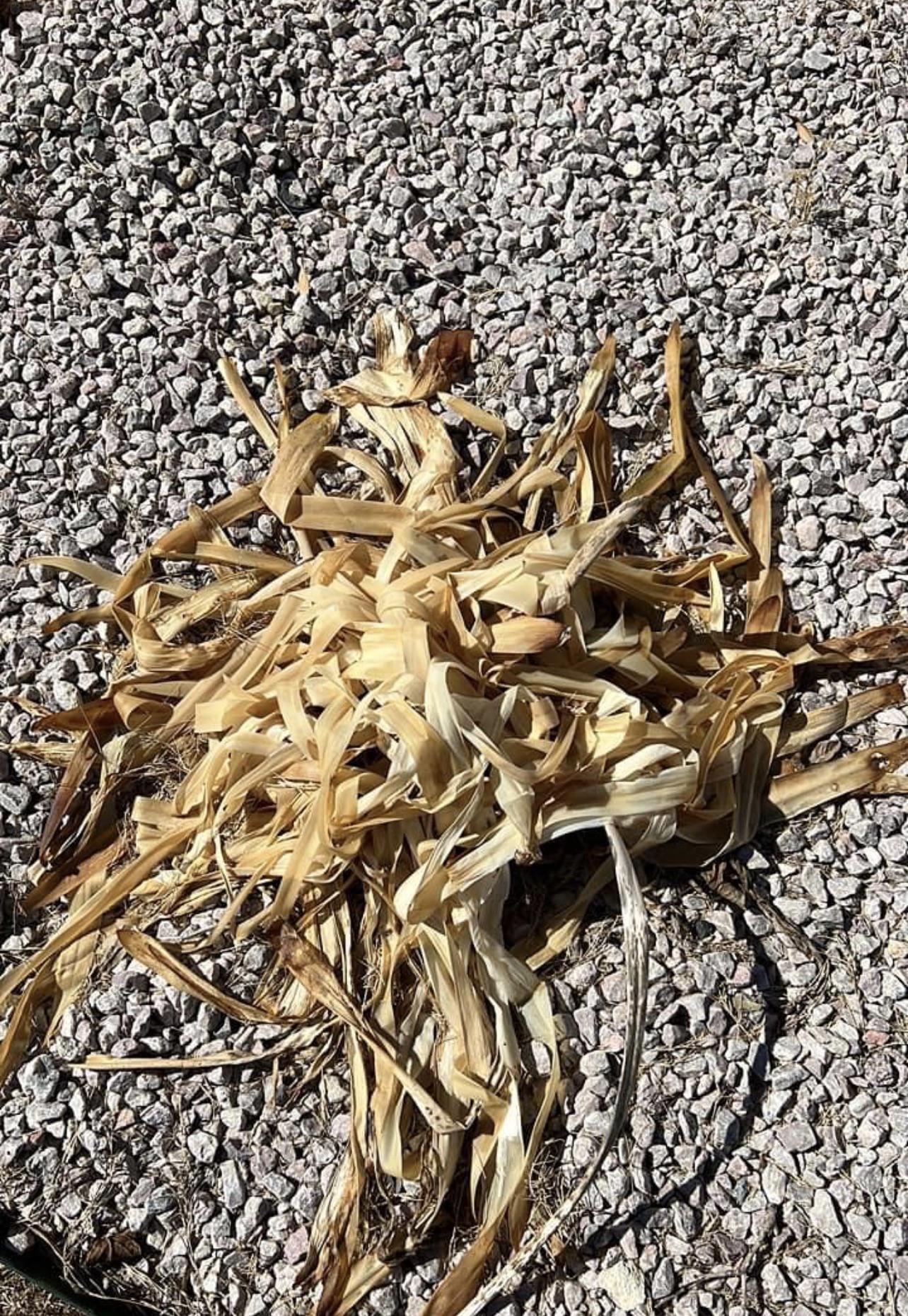 [zone 8b] should i cut the yellow leaves? Will it grow back? What plant