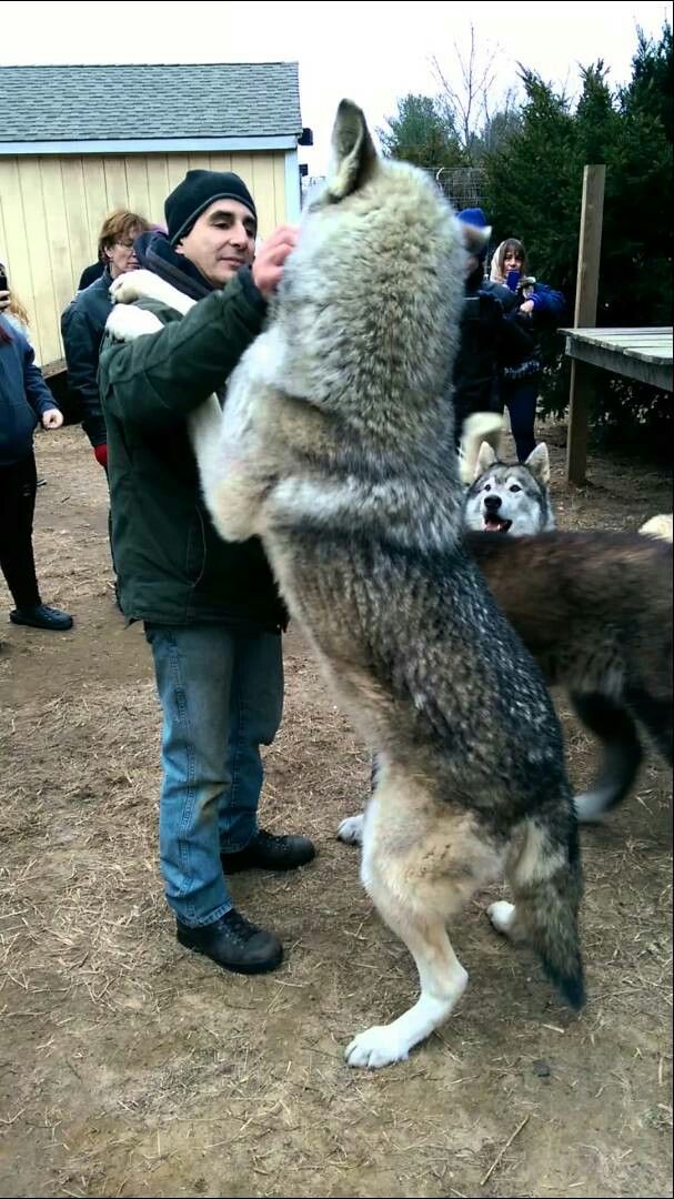 I just love showing people how large wolves can get. Many are surprised