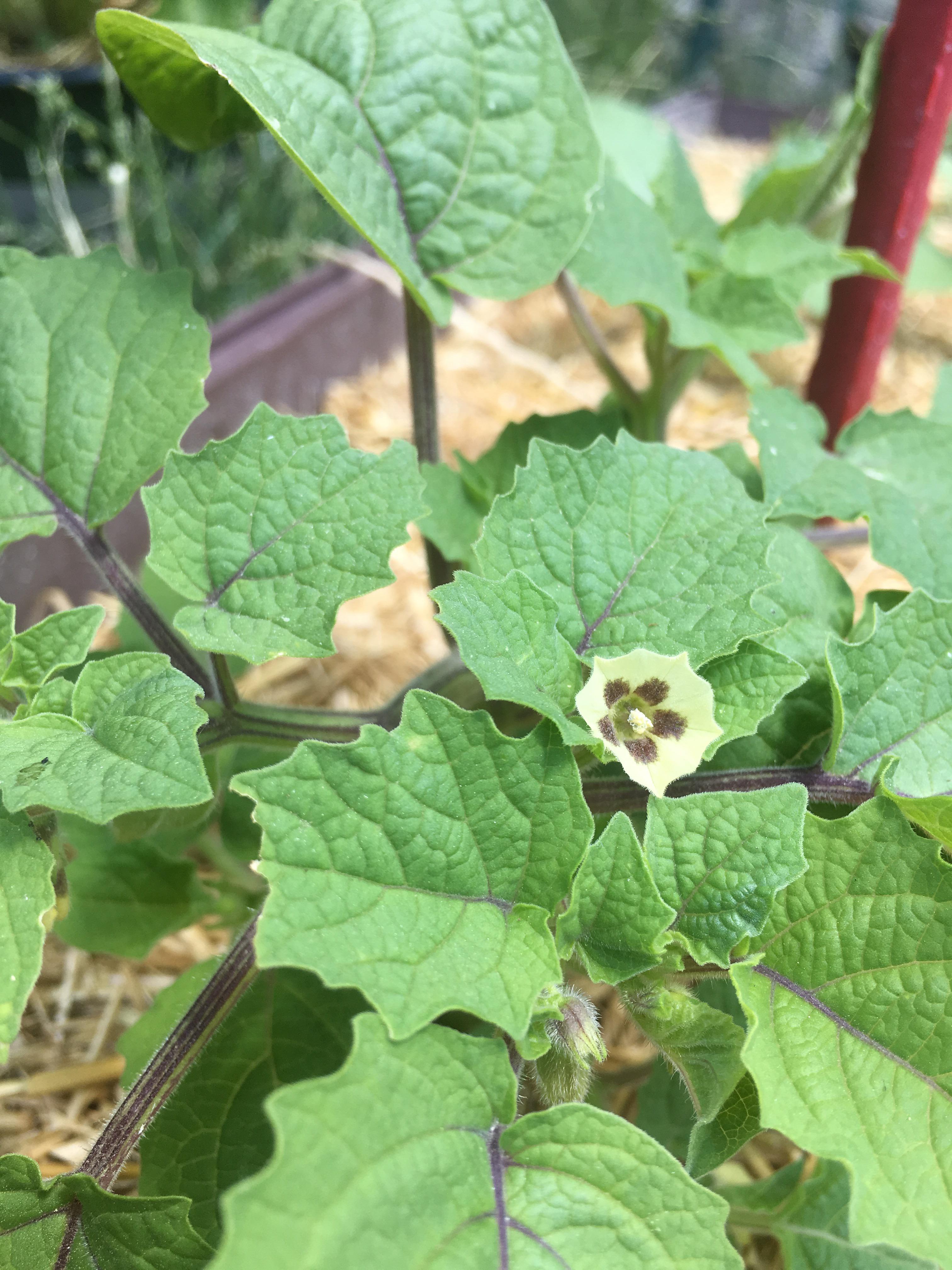 Pineapple tomatillo flower! Already have a few fruit developing too! r/gardening