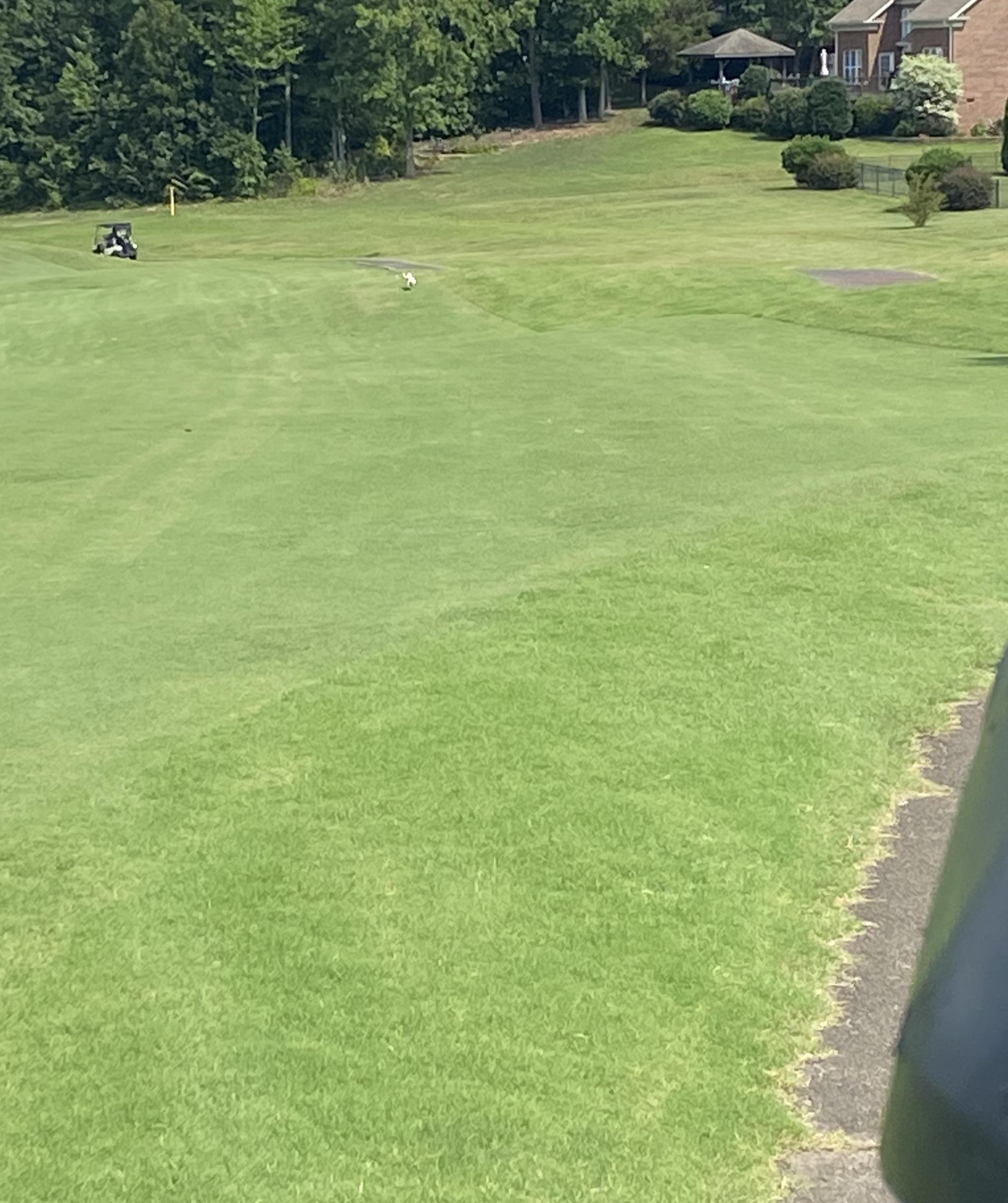 That white spot? Thats the dog that stole my ProV1 right off the