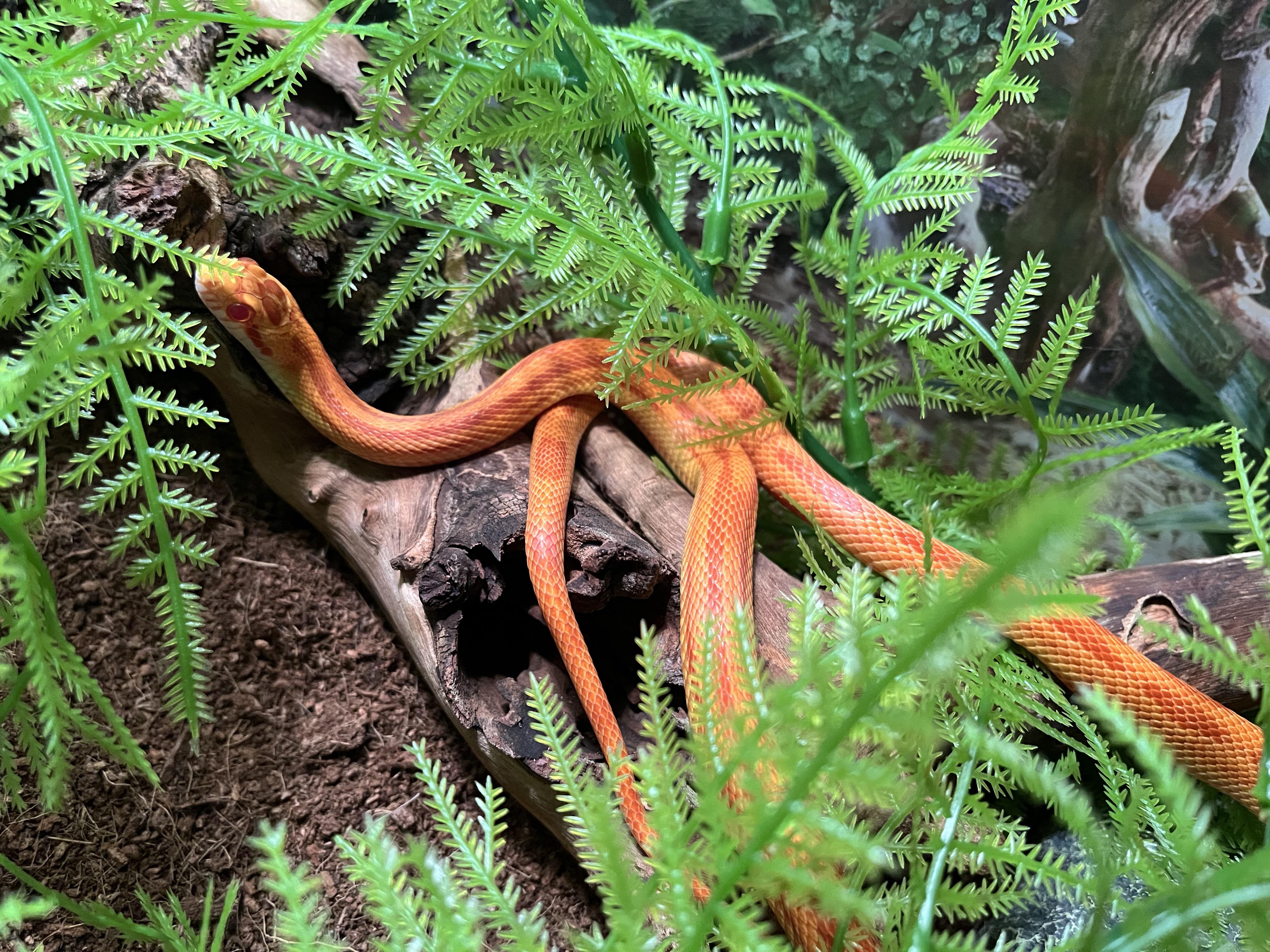 Where to buy mice if you just have one snake? r/cornsnakes