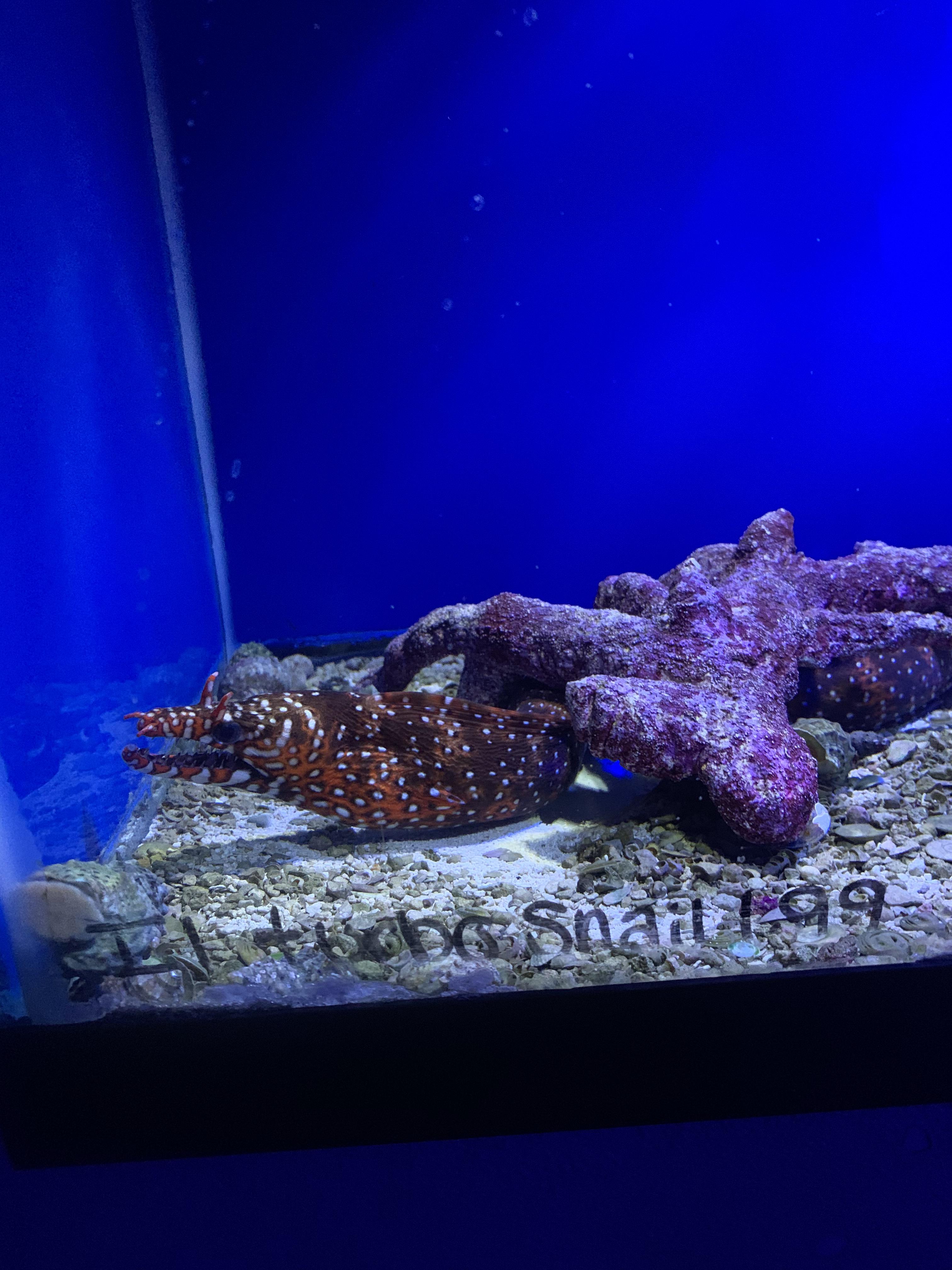 Saltwater Fish Store Near Me / Tropical Fish Sale Near Me Online