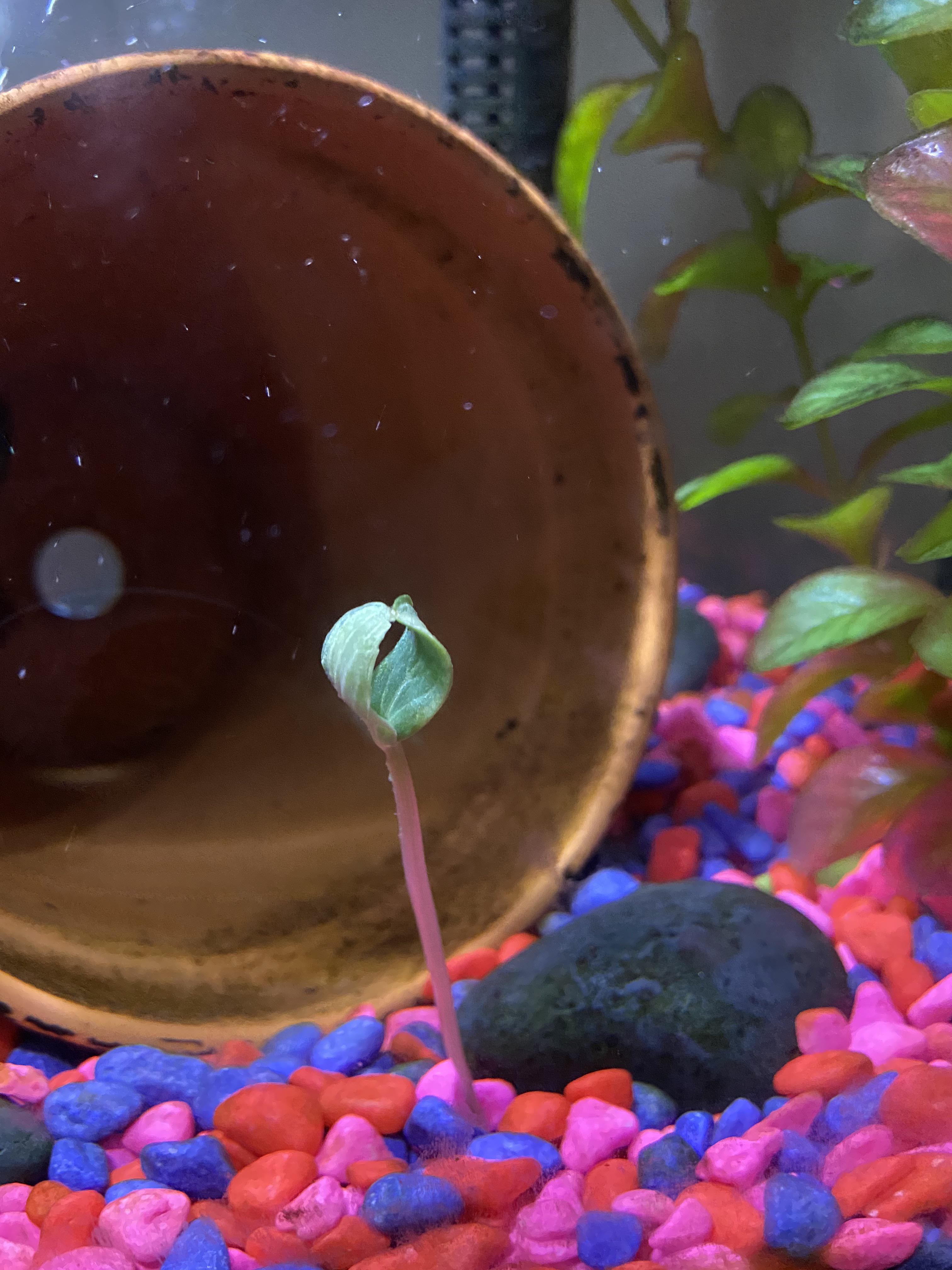 What is this plant? Started growing within the past week. Only have