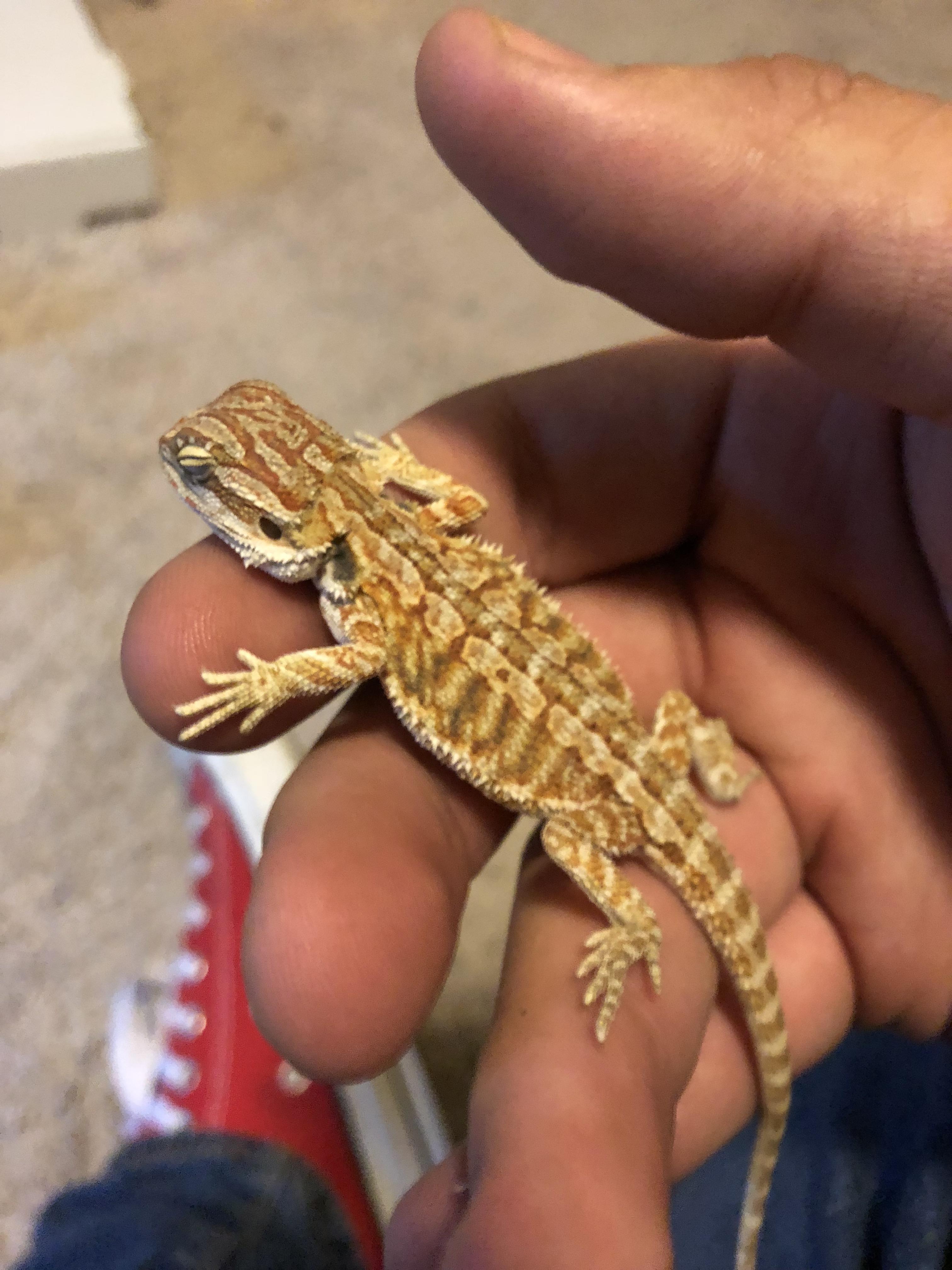 Got my first bearded dragon. Reddit meet Mushu. r/BeardedDragons