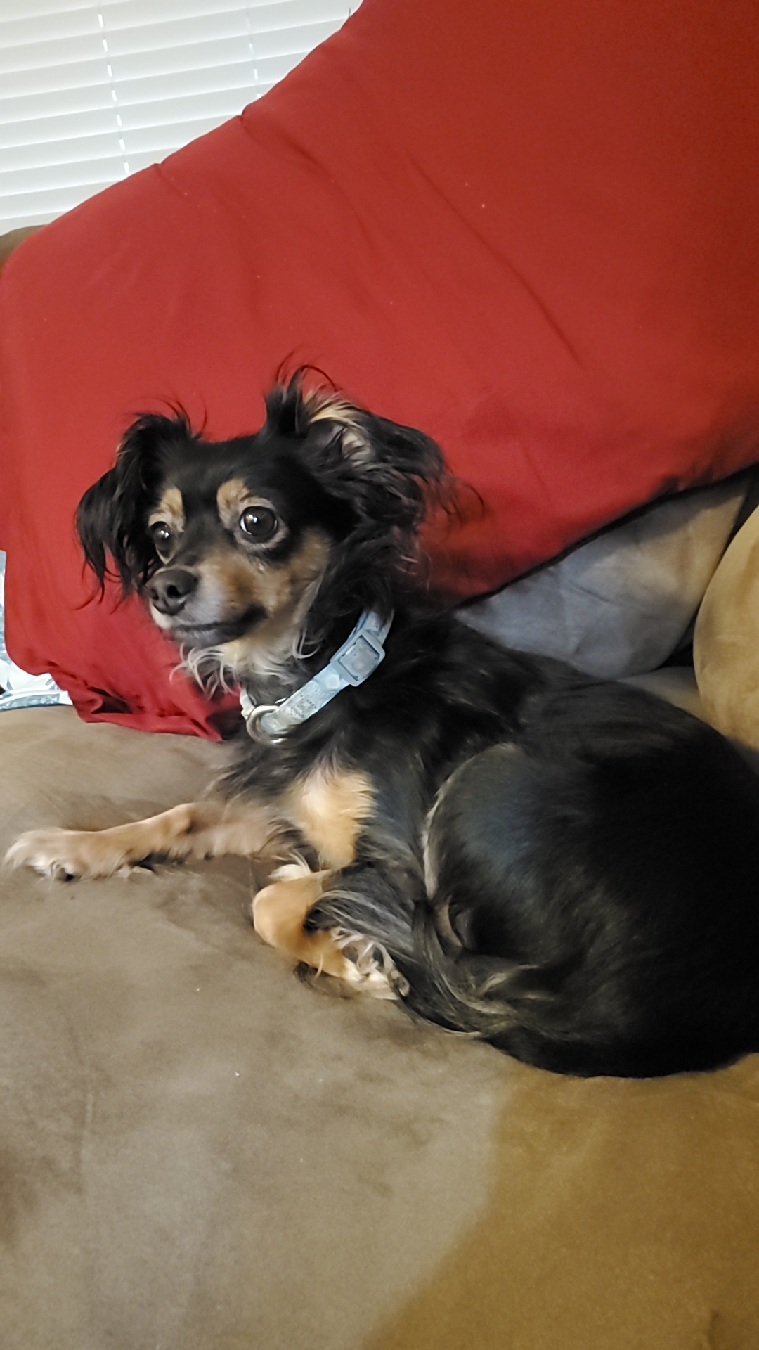 my dog on the couch r/notinteresting