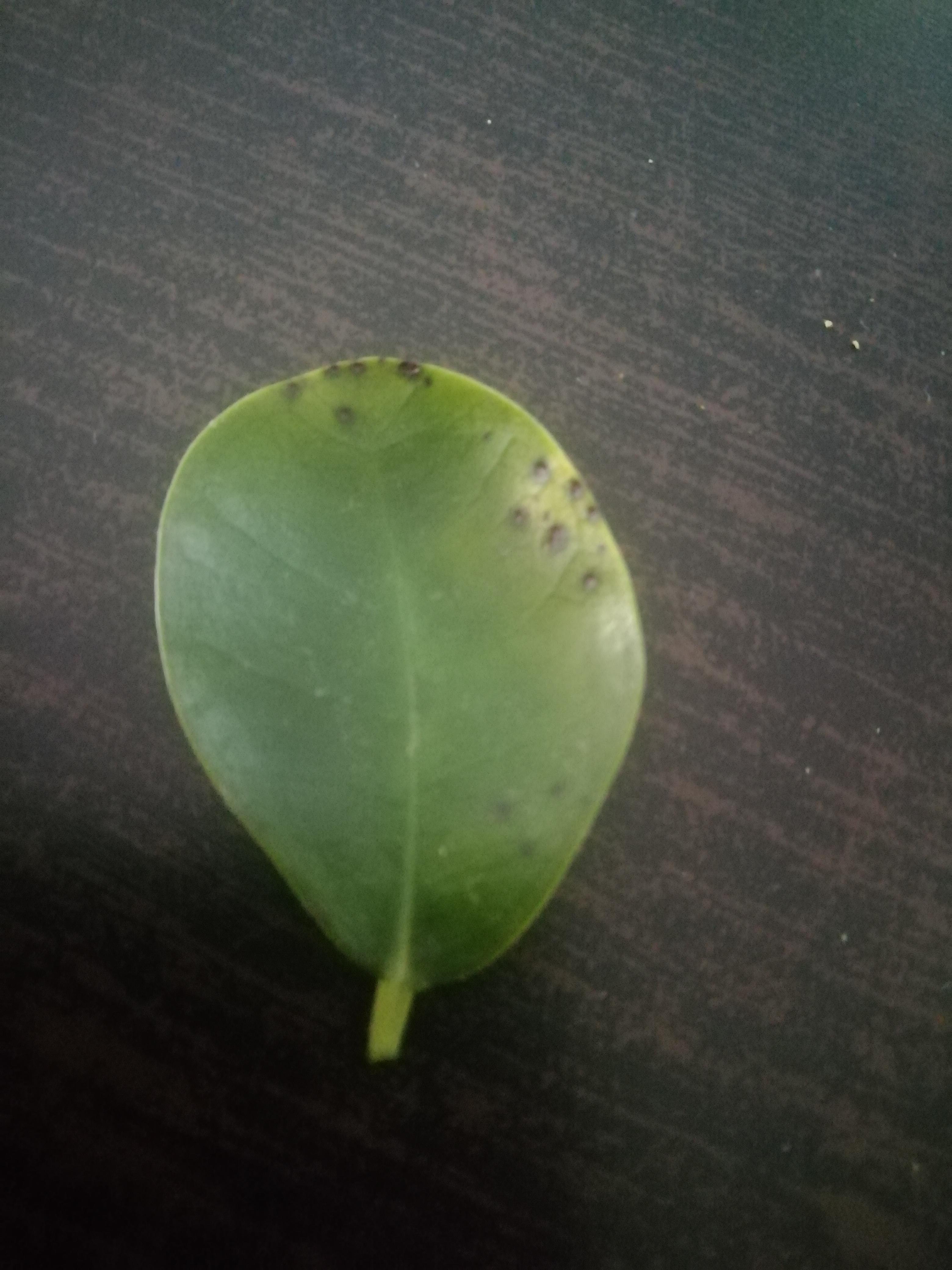 I noticed some leaves on my Ficus get these spots before dying... Any