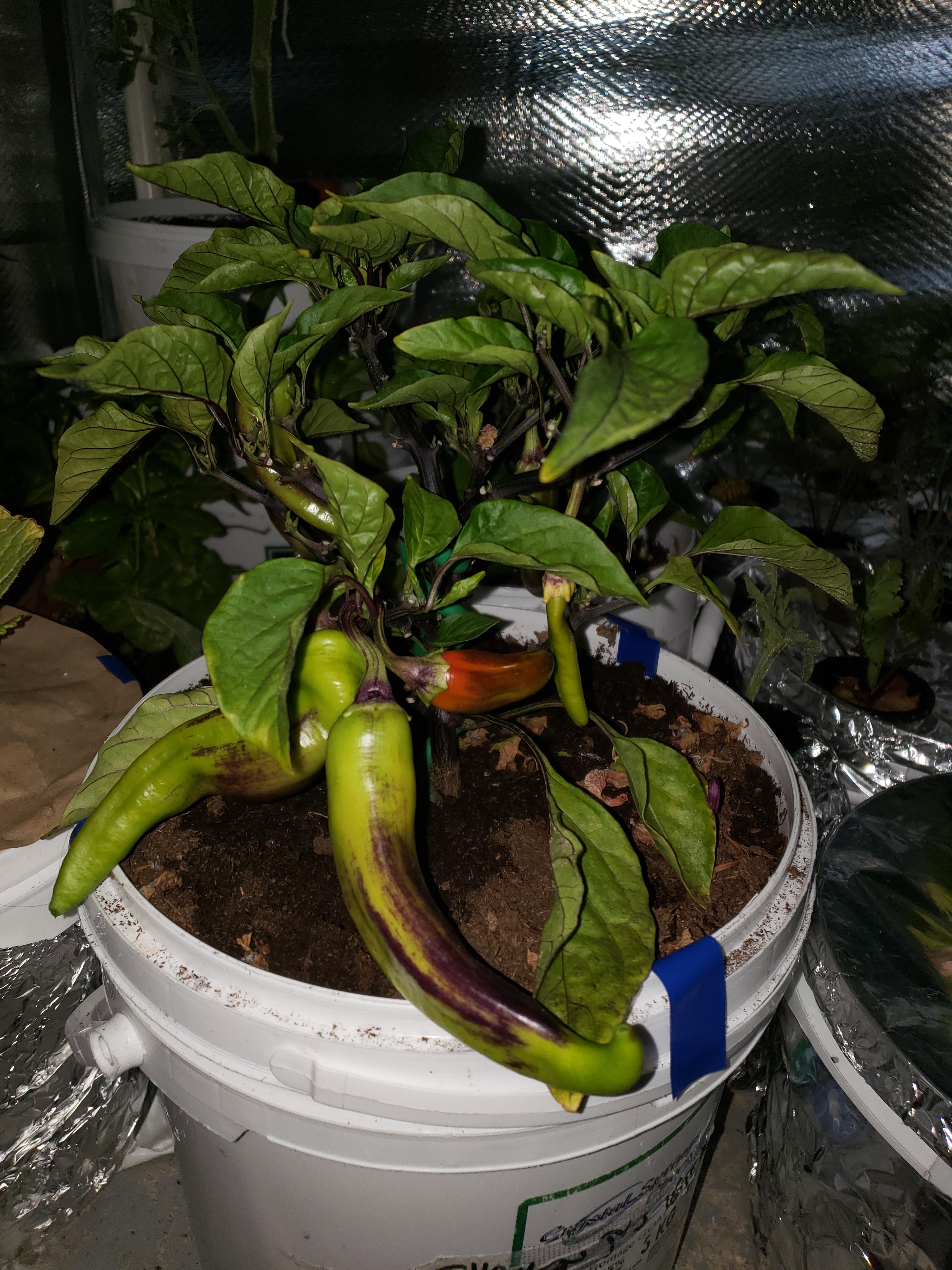 Sunset pepper plant in a double bucket setup indoors! Waiting for them to ripen! r/PepperLovers