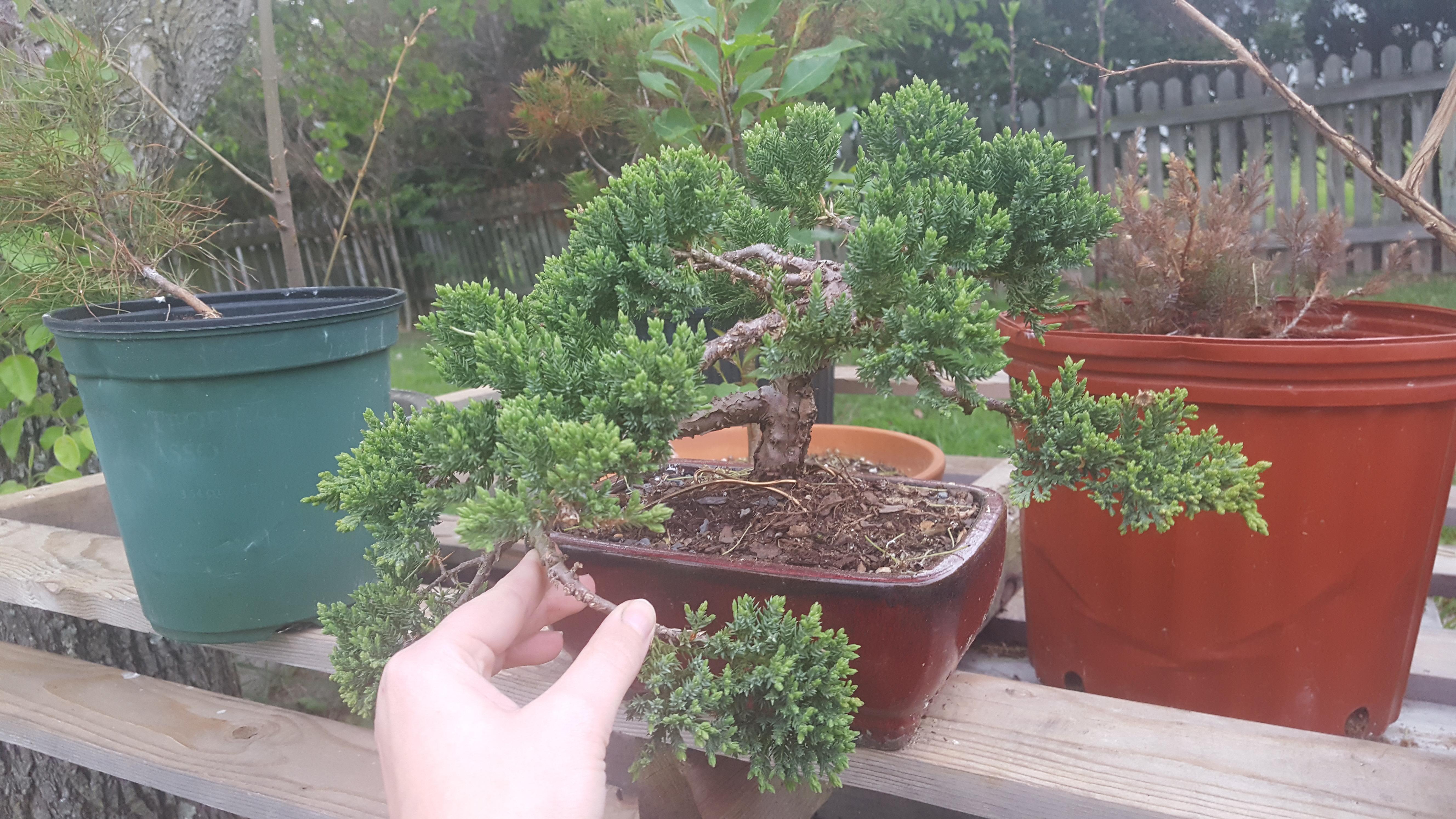 Breaking the rules! 20 nursery plant I shoved directly into a pot. I