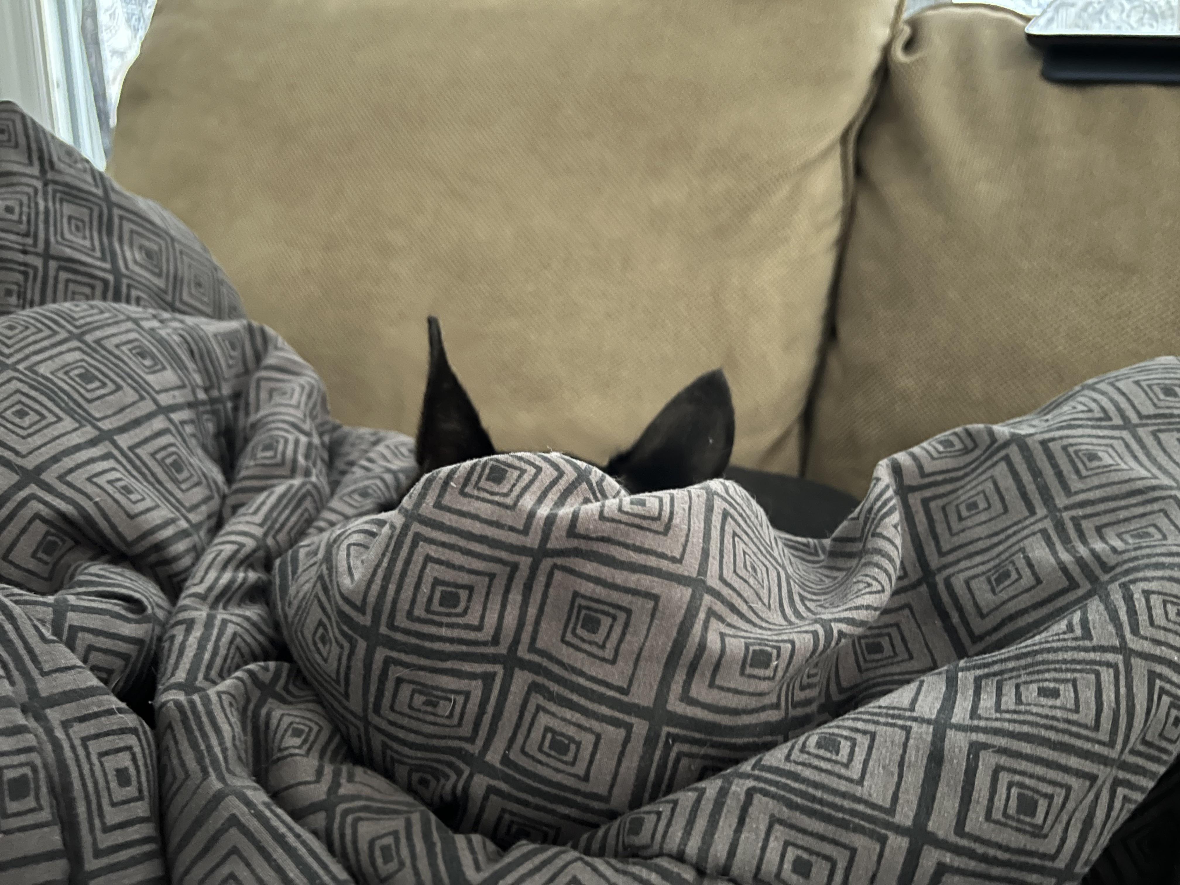 Expert blanket stealer r/TuckedInPuppies